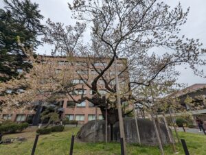大きな岩の上に枝を広げる、散り際の石割桜