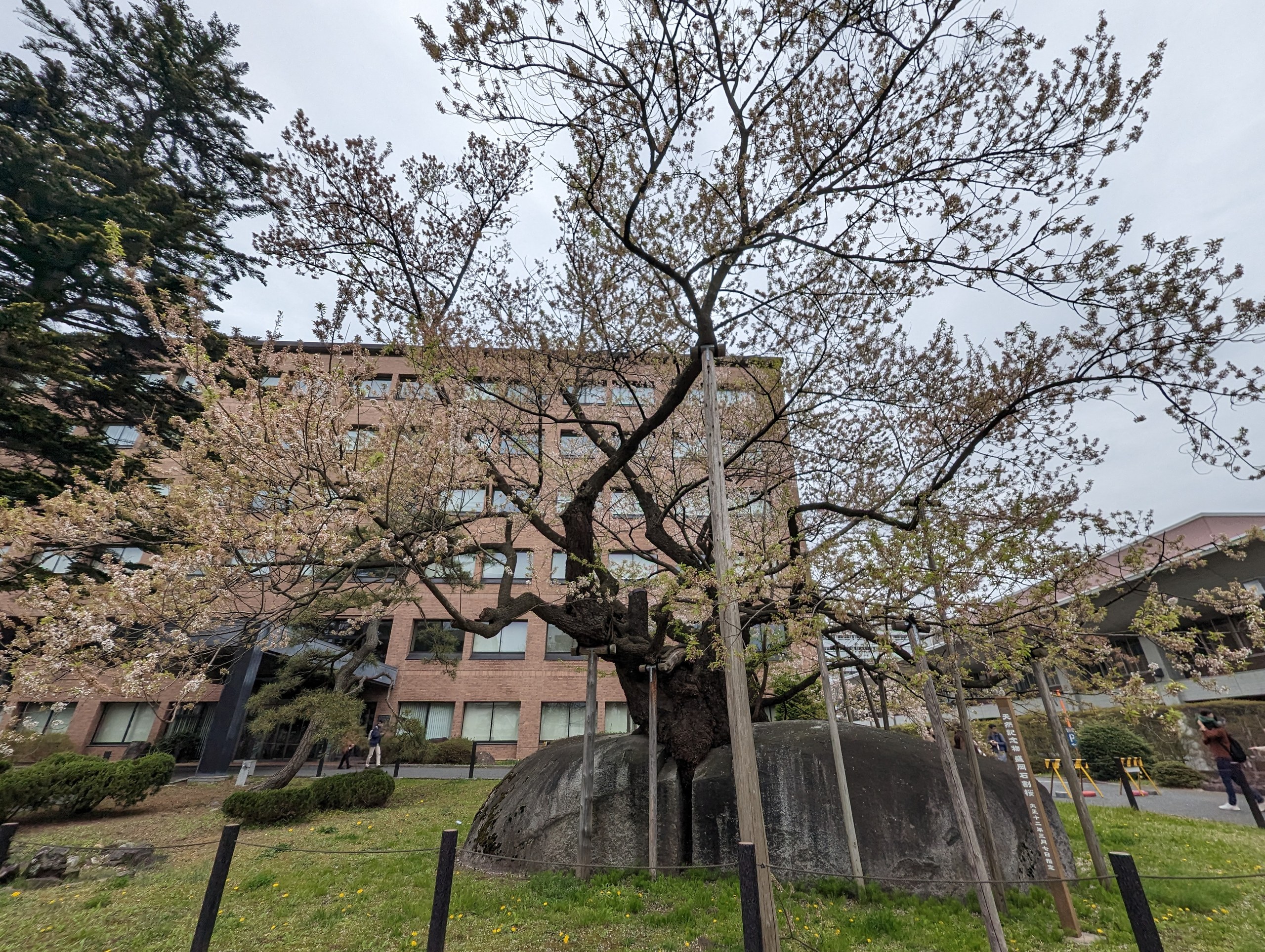 大きな岩の上に枝を広げる、散り際の石割桜