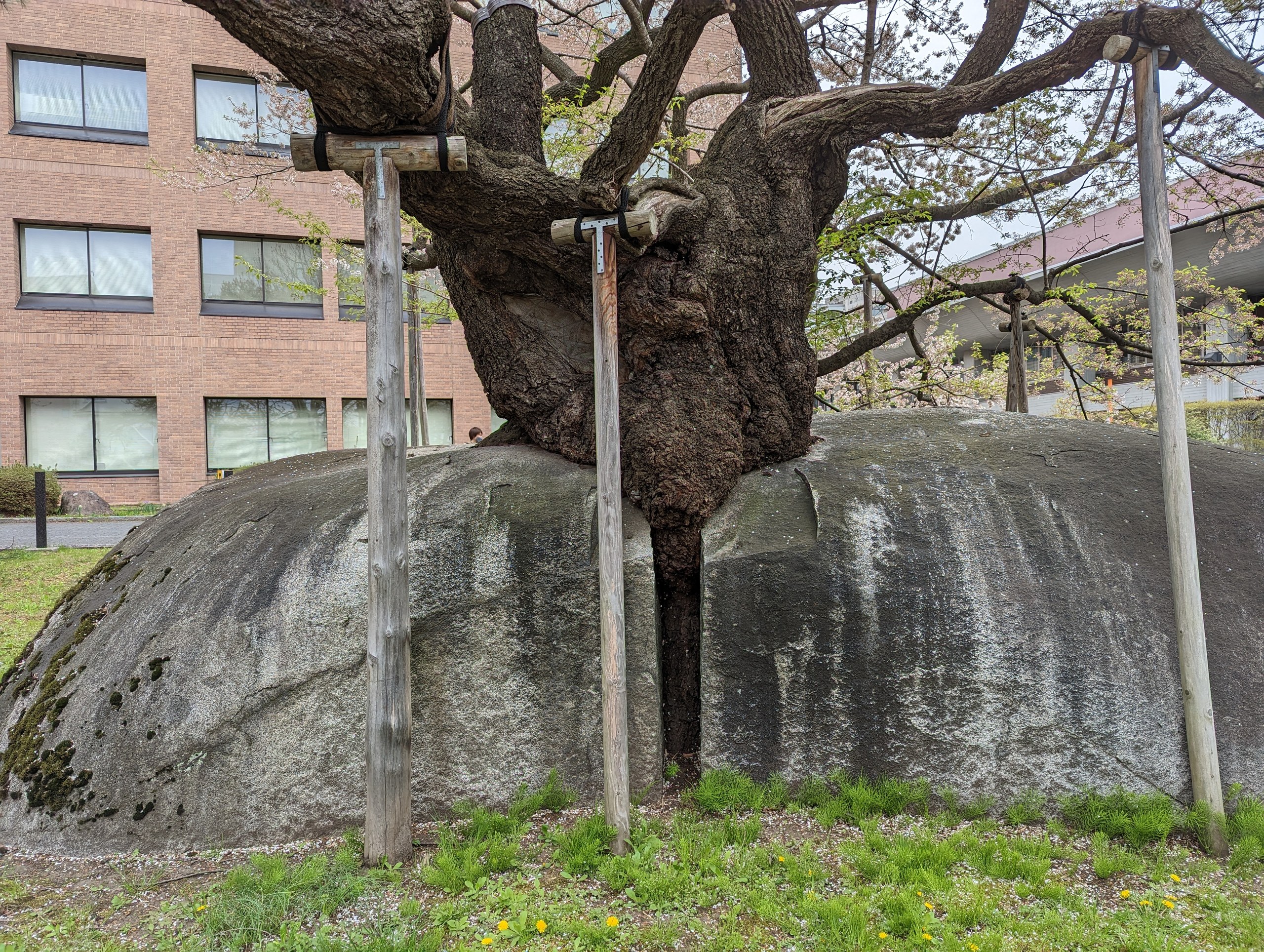 桜の幹の根元で、真っ二つに割れた大きな岩