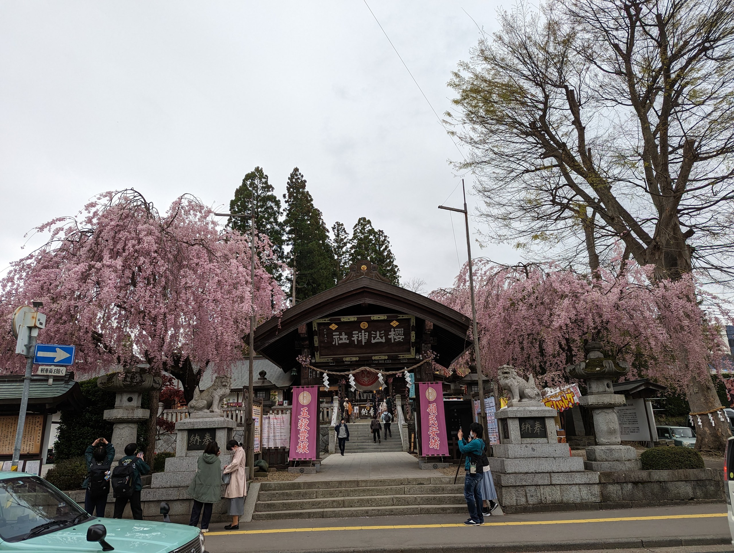 枝垂れ桜に囲まれた、櫻山神社の参道