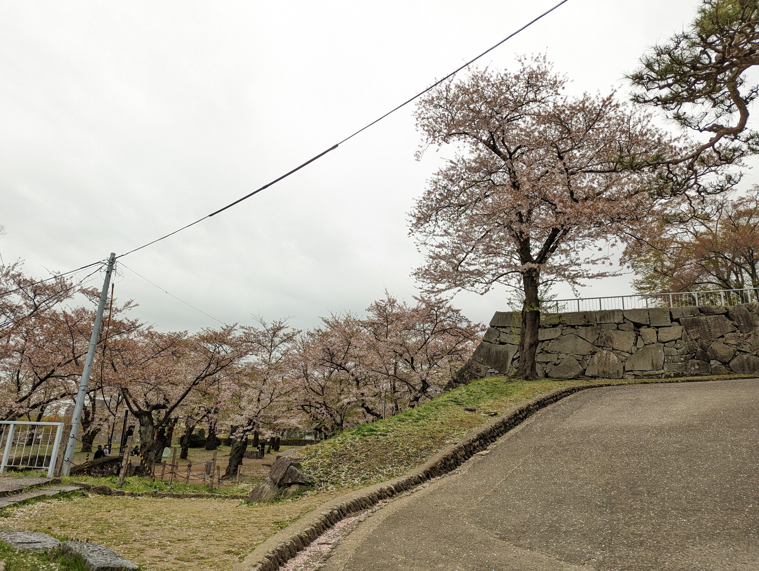 散りはじめの桜並木と、公園の園路