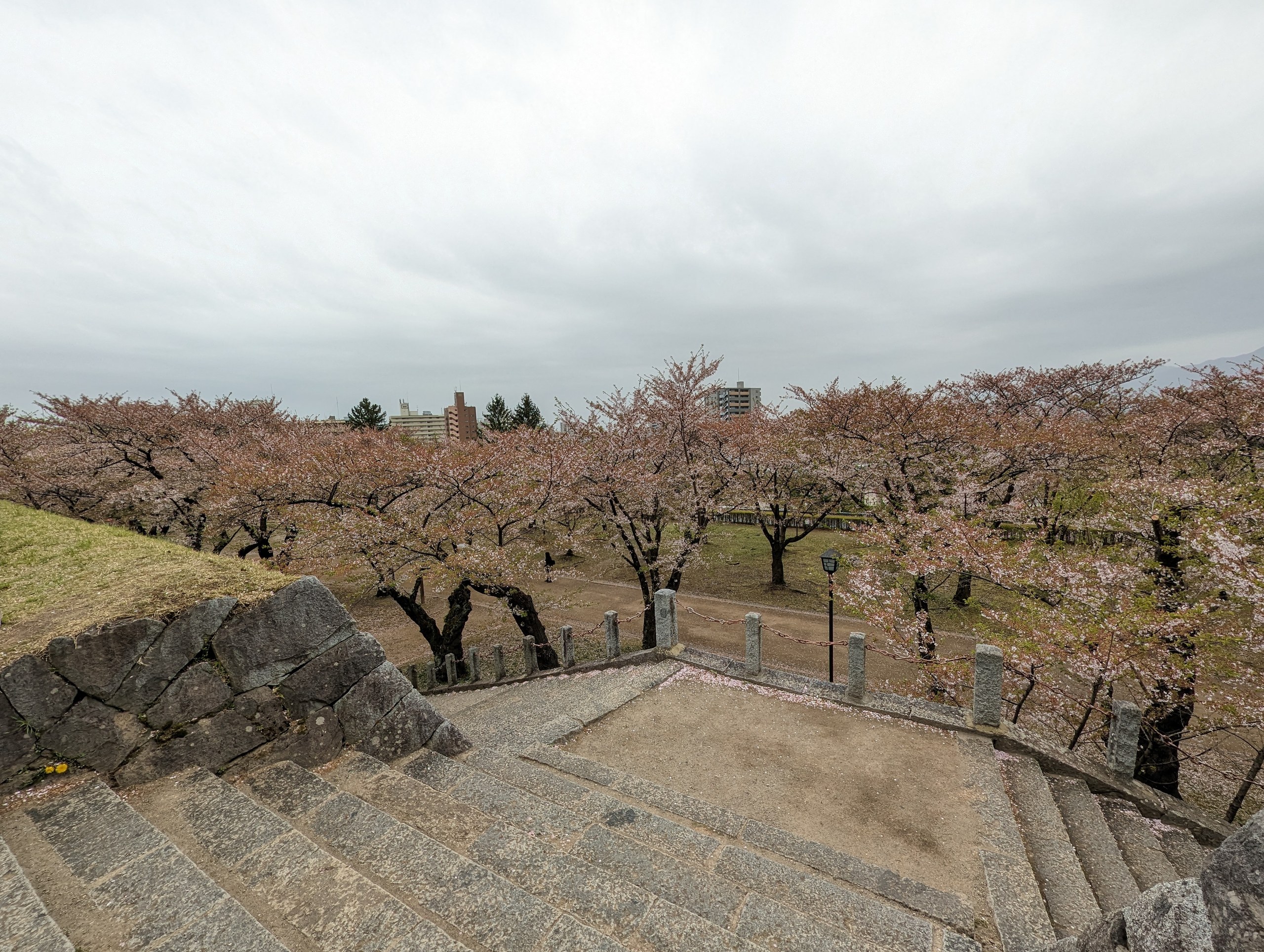 石垣の上から見下ろした、桜の公園