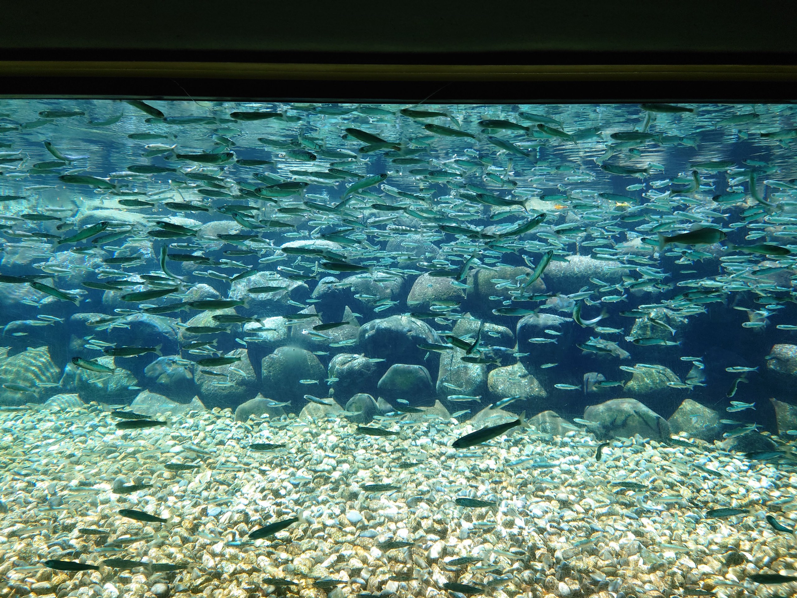 観察窓から見た、川の中を泳ぐたくさんの小魚