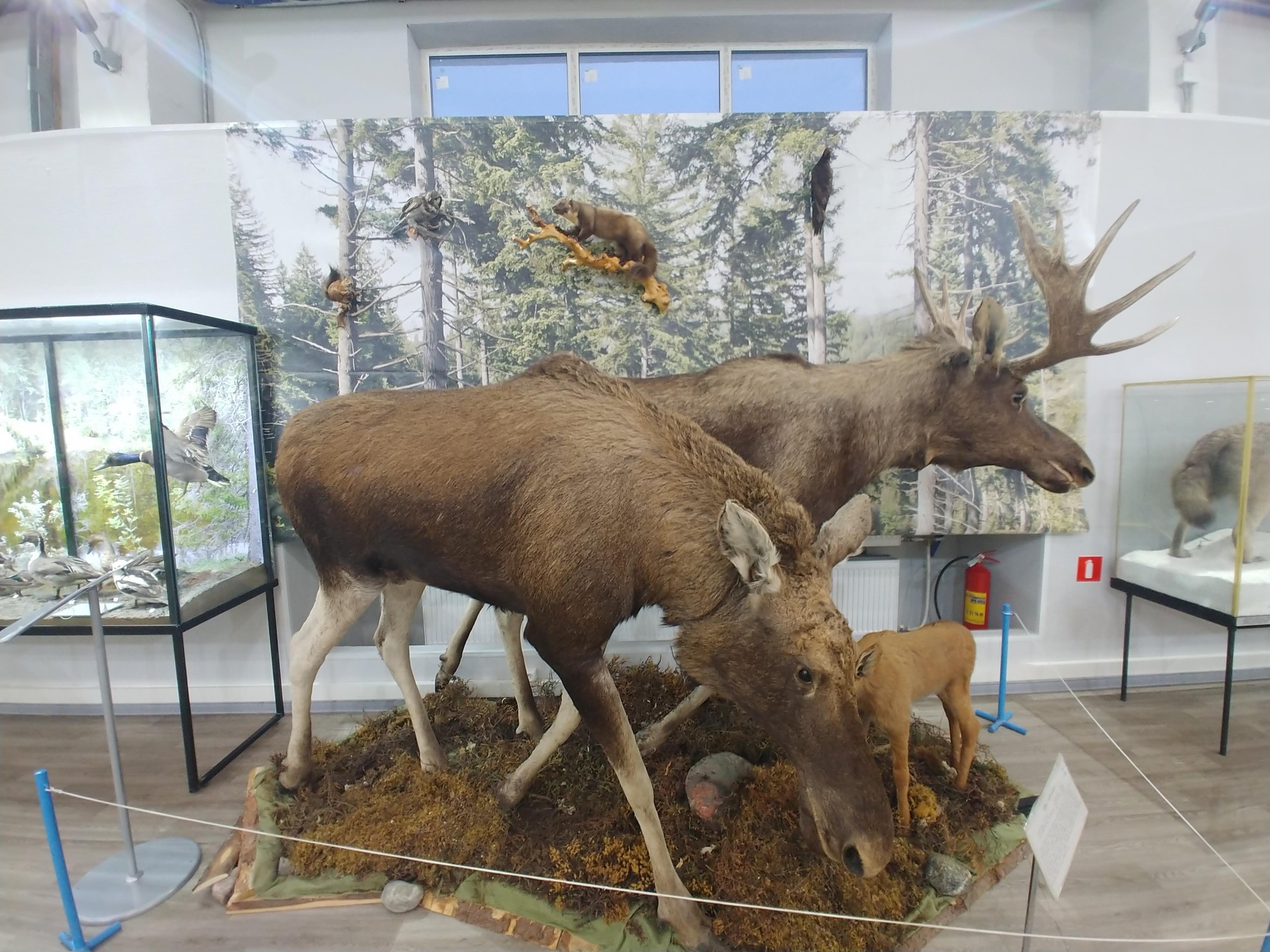 ヘラジカの親子の剥製