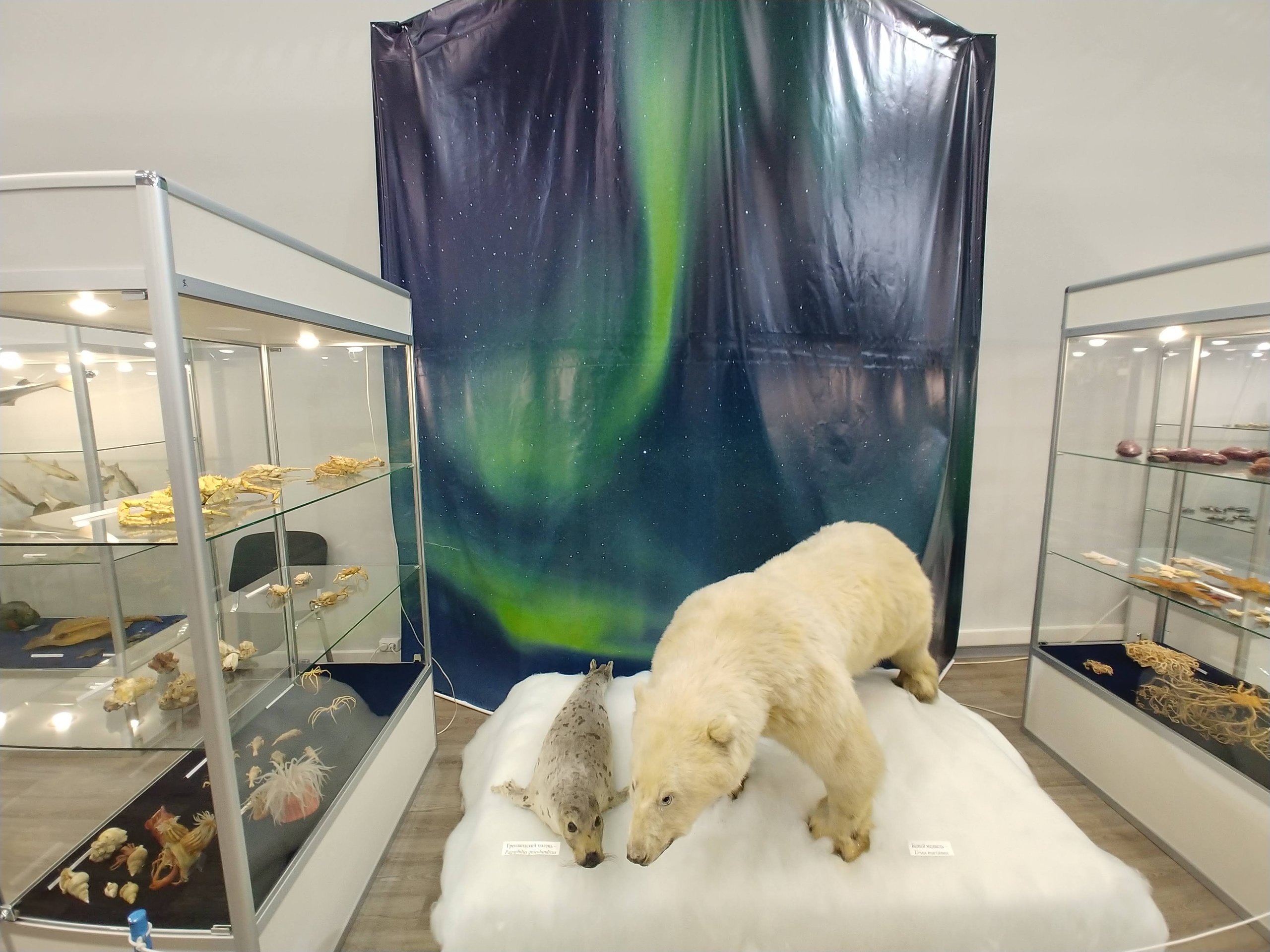 シロクマの剥製とオーロラの写真