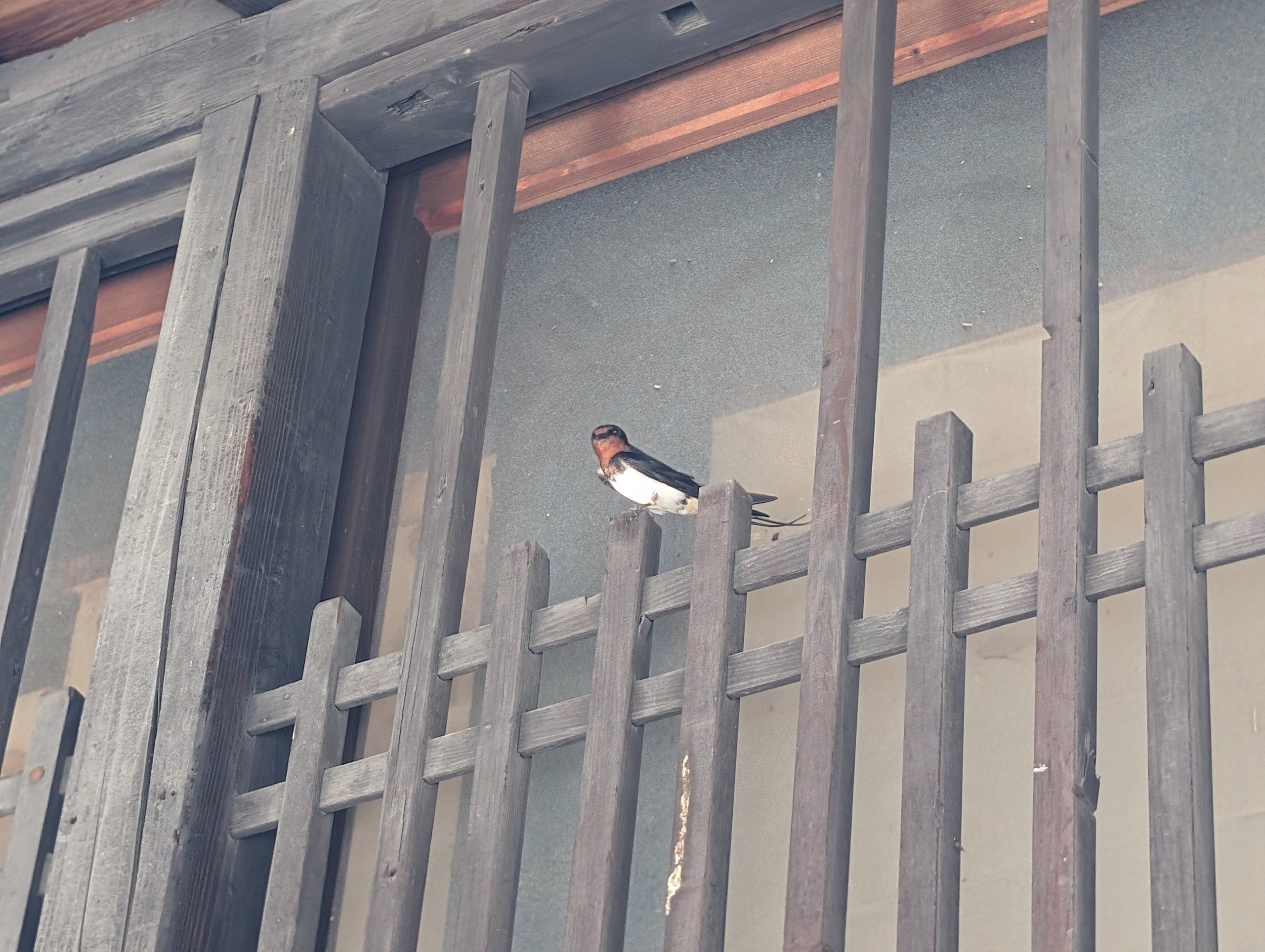 軒下の格子にとまるツバメ
