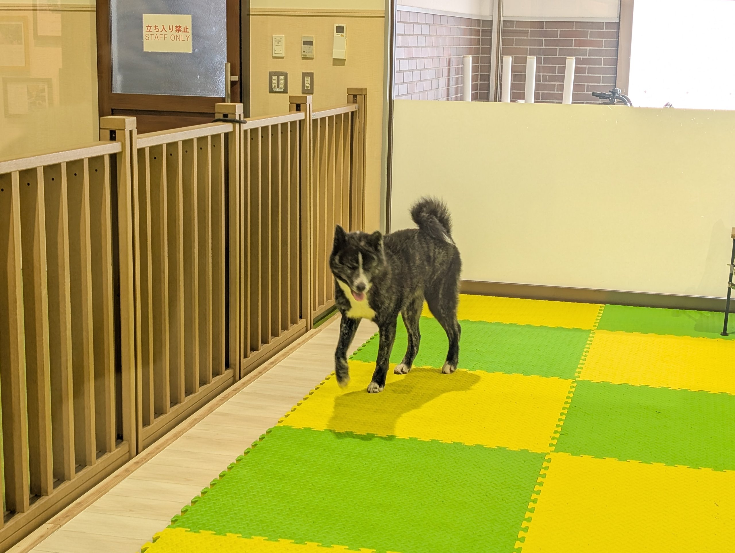 柵の中を歩く黒い毛の秋田犬