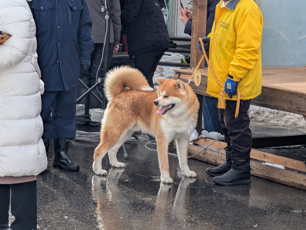舞台の前で立ち止まる、茶色い毛の秋田犬