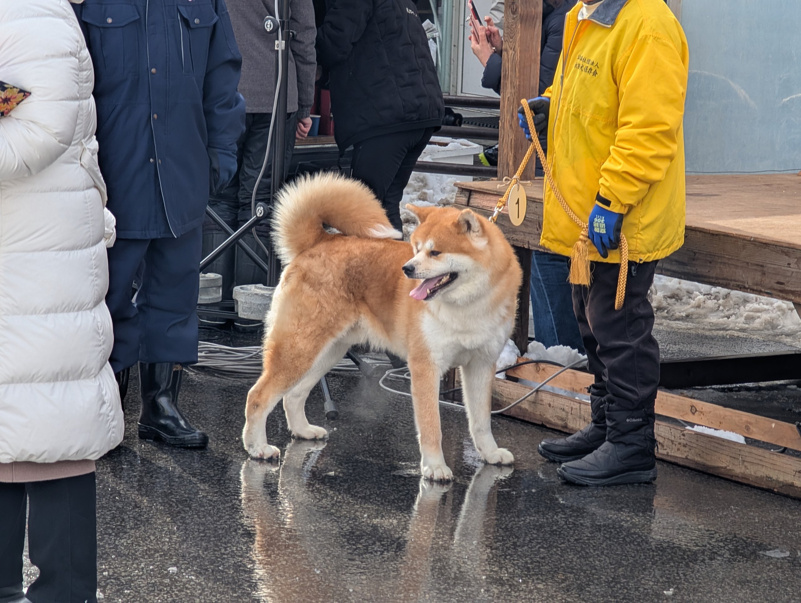 舞台の前で立ち止まる、茶色い毛の秋田犬