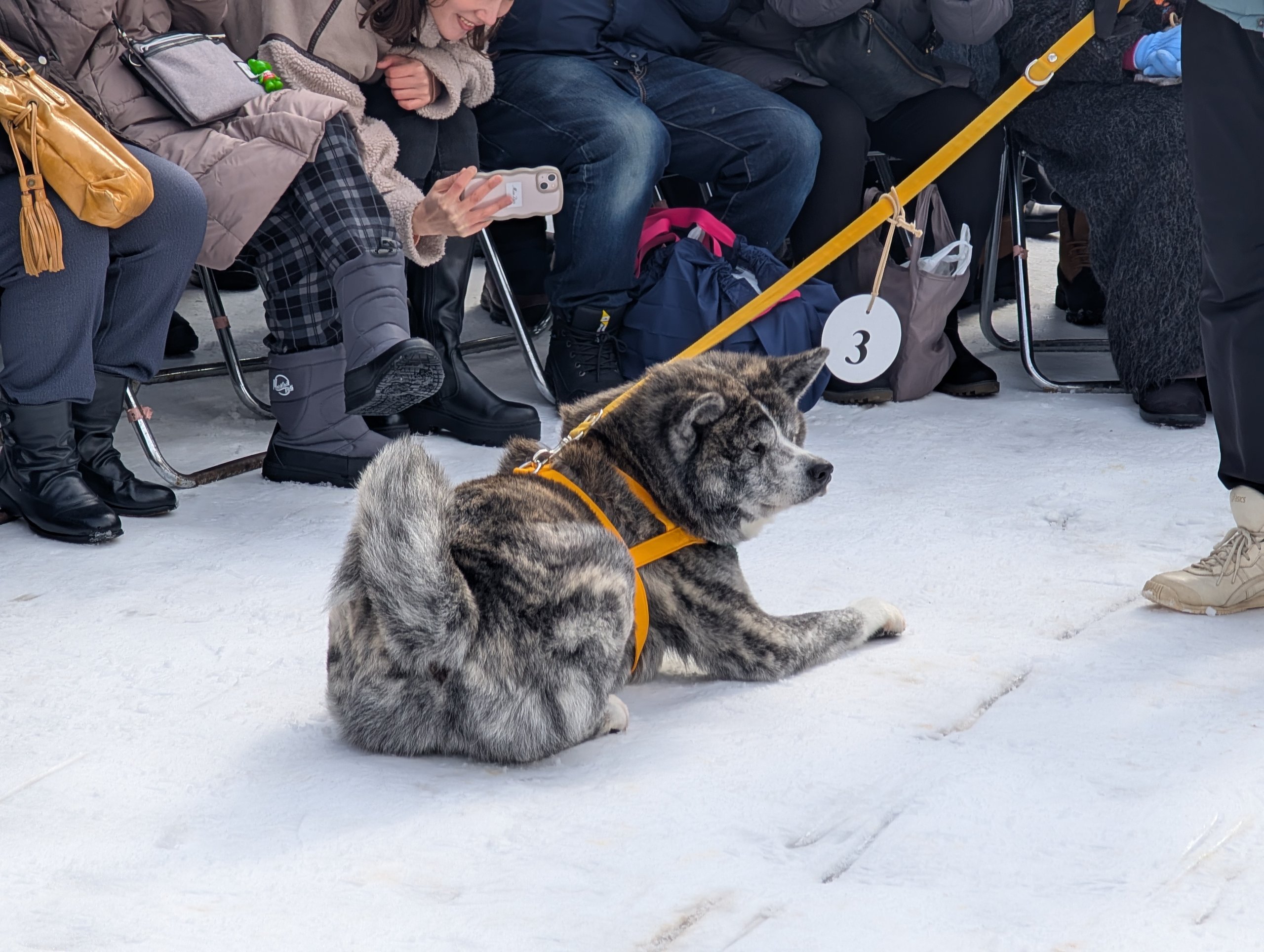 雪の上に伏せる、虎毛の秋田犬