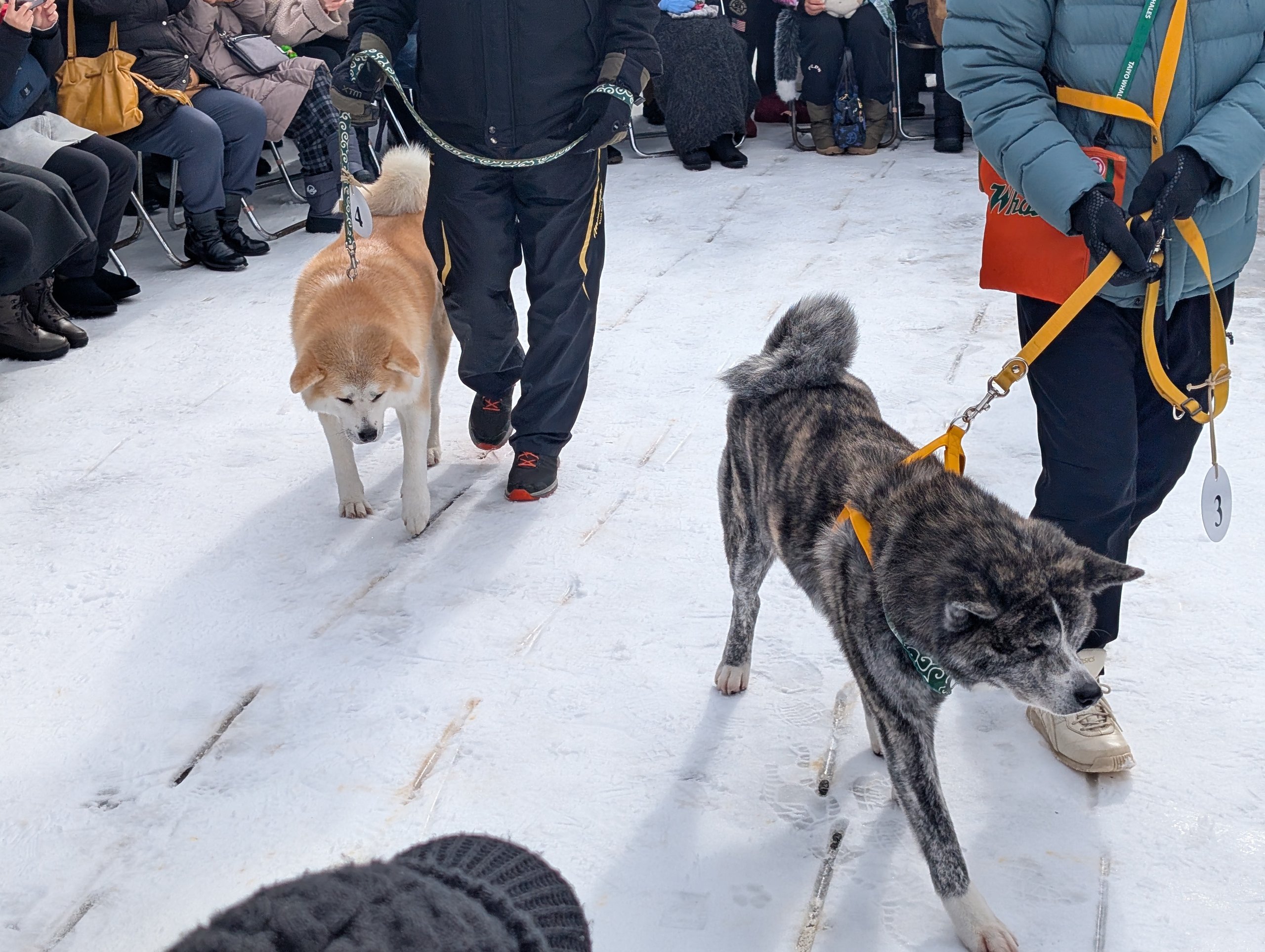 雪の上を歩く、茶色と虎毛の2匹の秋田犬