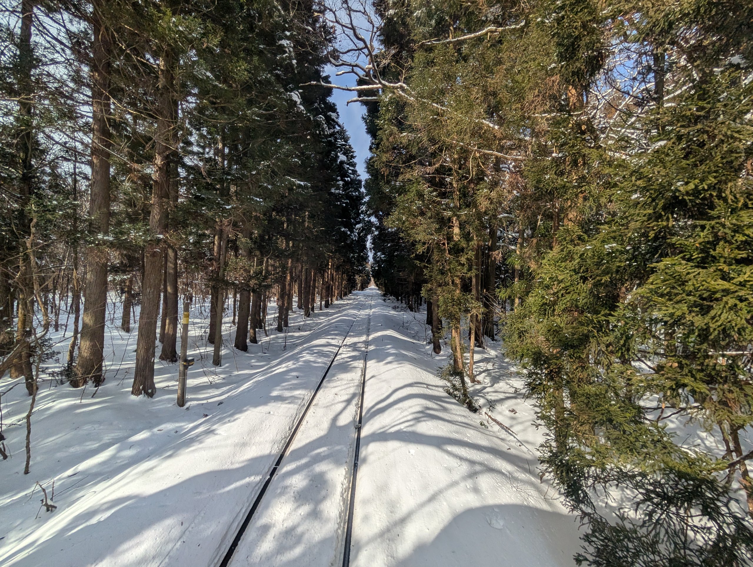 杉林の間をまっすぐ延びる、雪の線路