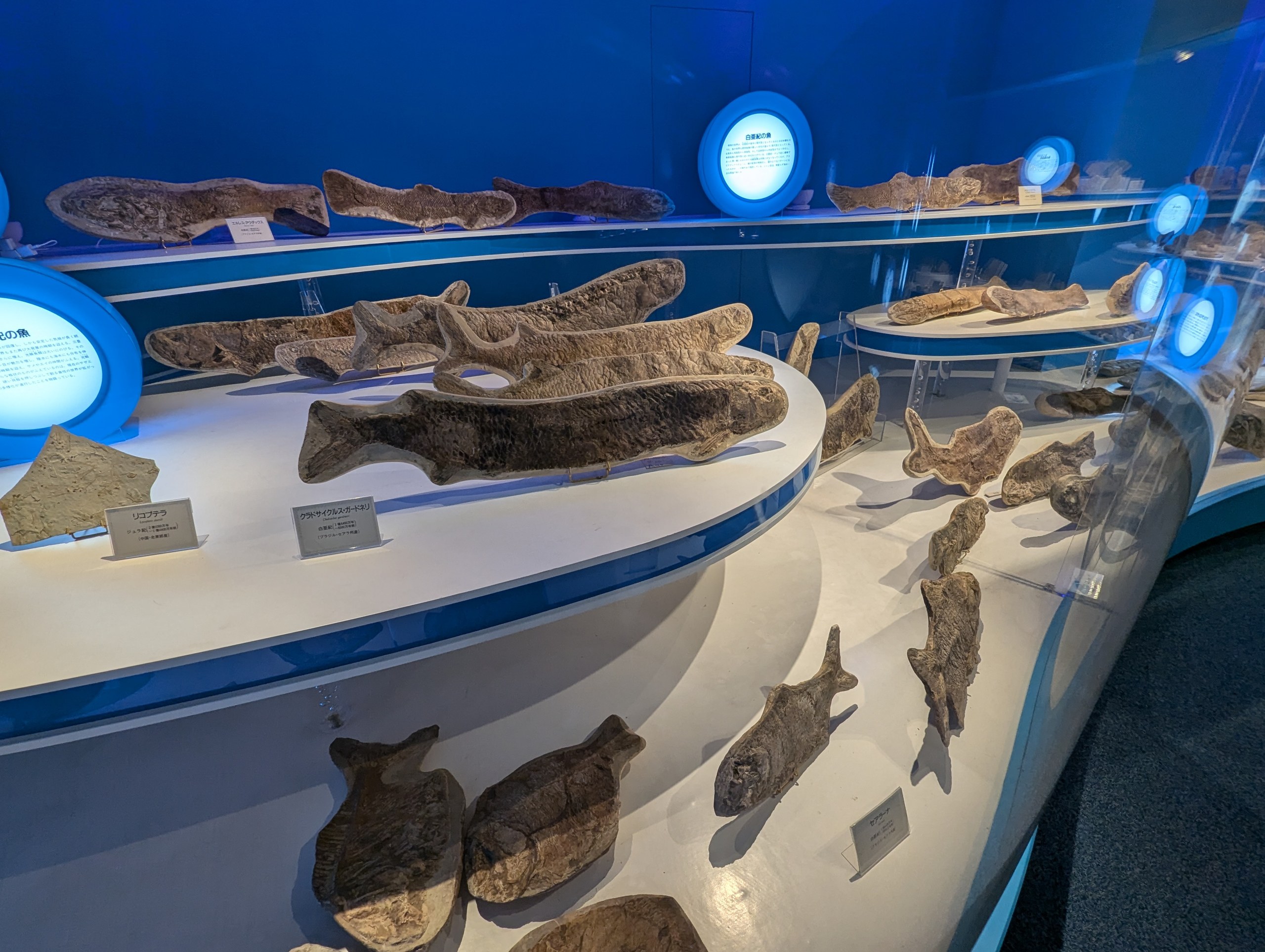 青い照明の展示台に並ぶ、たくさんの魚の化石
