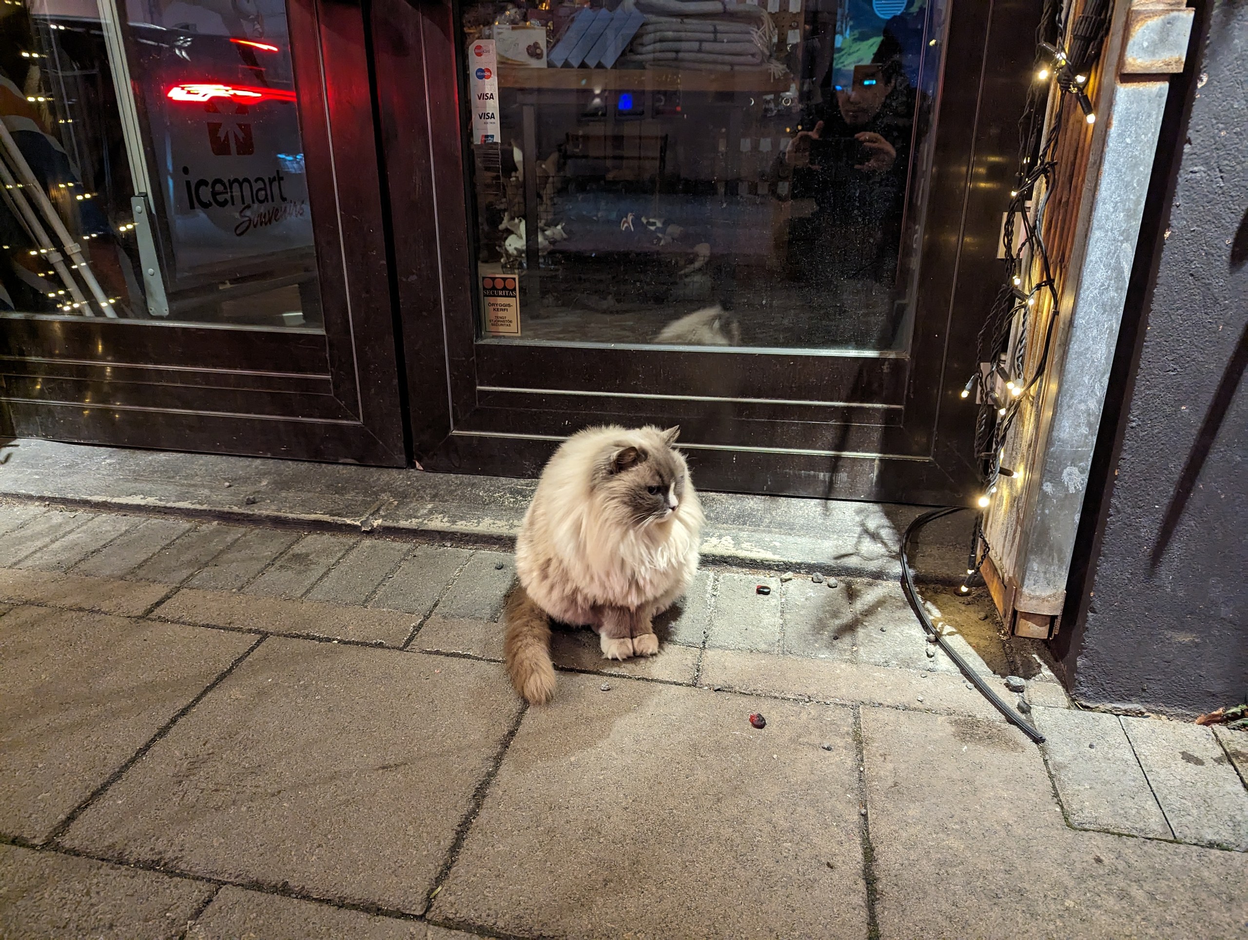 店の入口の前に座る、ふわふわの長毛の猫