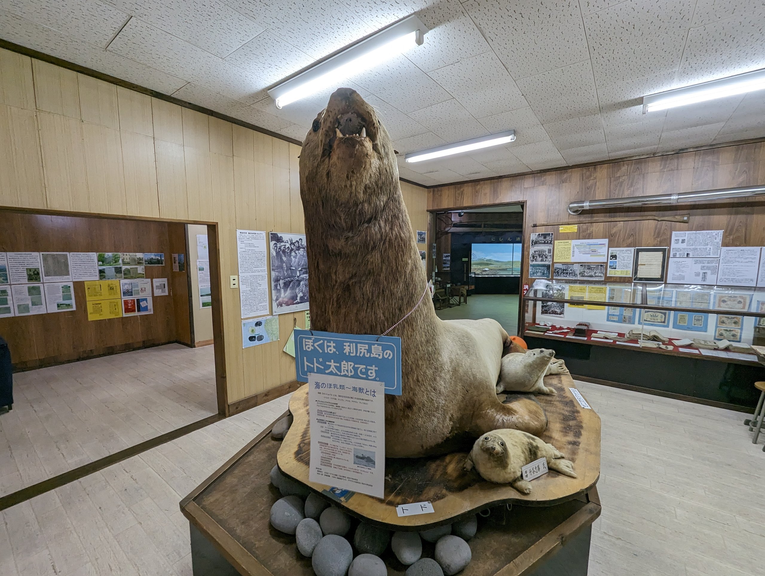 展示室の入口に置かれた、トドのはく製