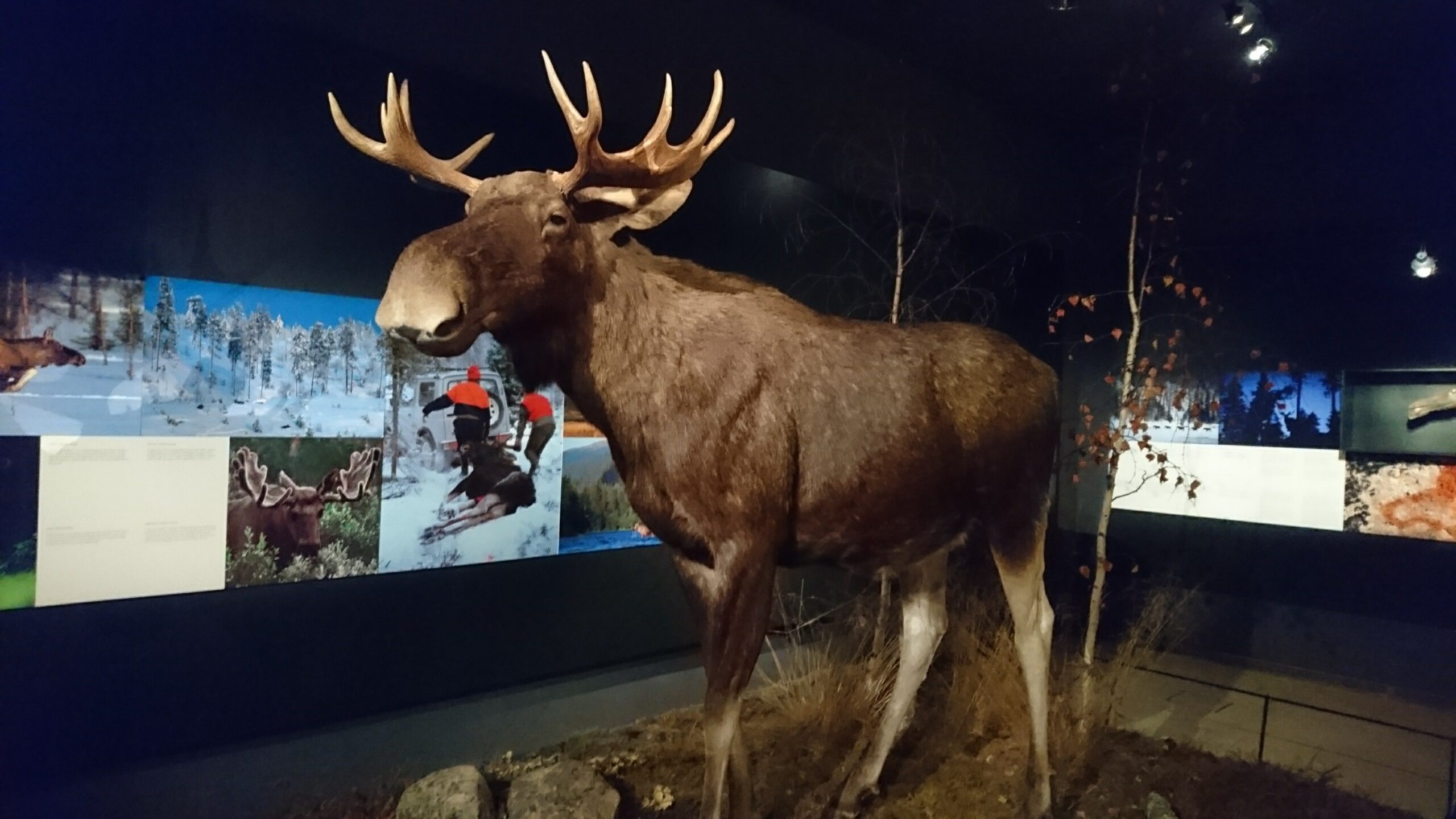 アルクティクム博物館に展示されたヘラジカのはく製