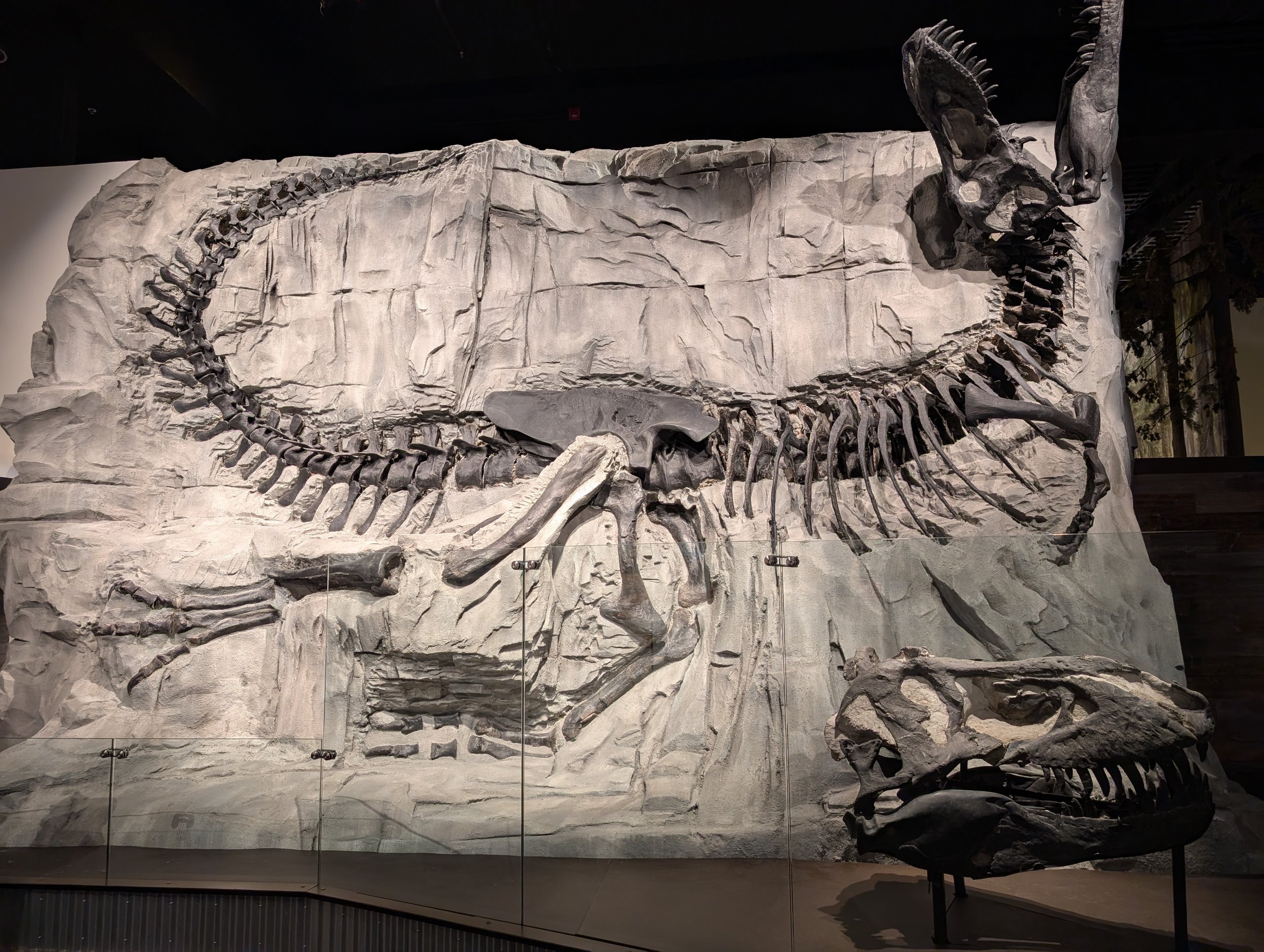 岩の壁に埋まったように展示された、黒い骨のティラノサウルスの化石