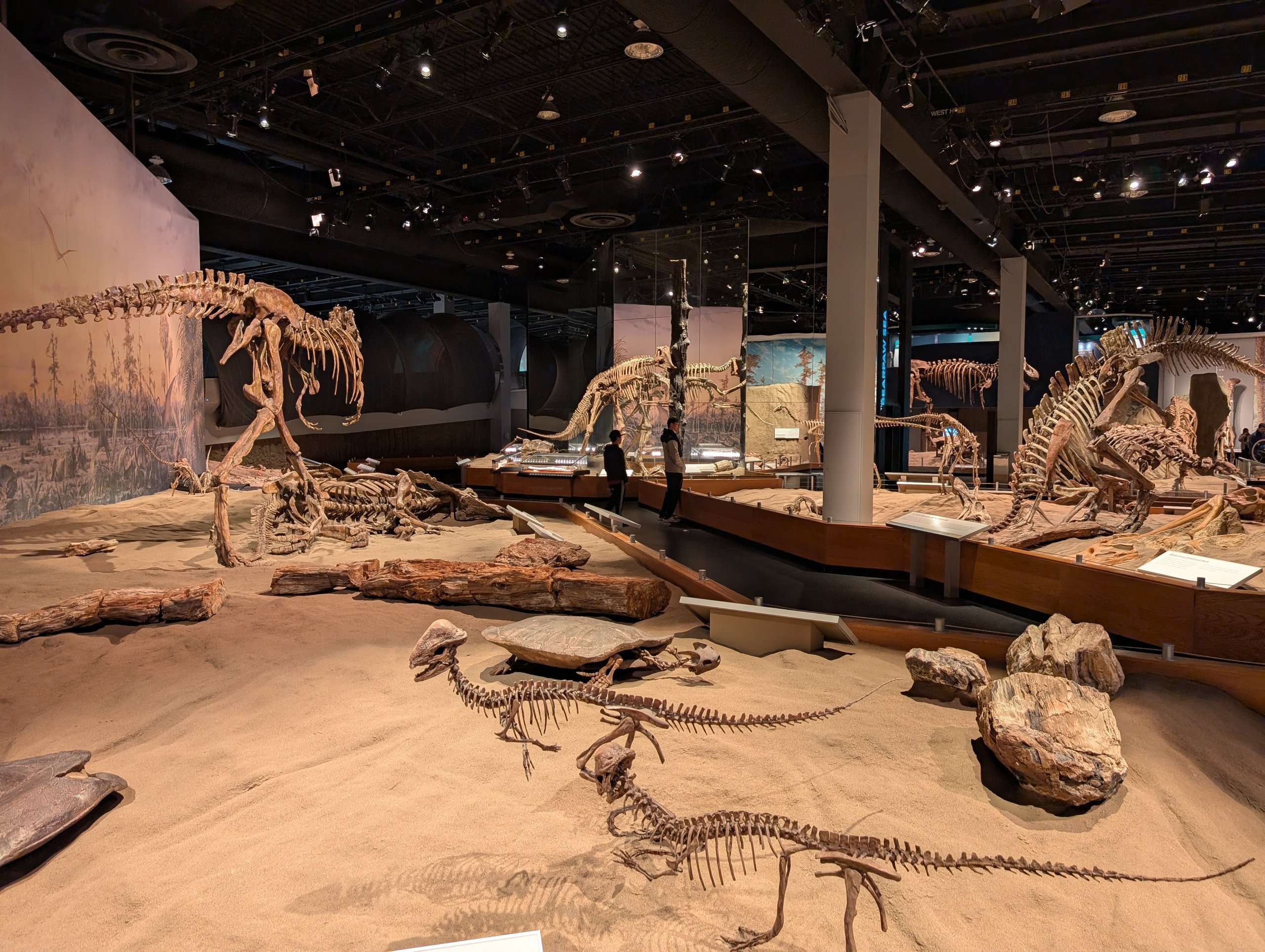 砂地の上にたくさんの恐竜の骨格が並ぶ、広い展示室