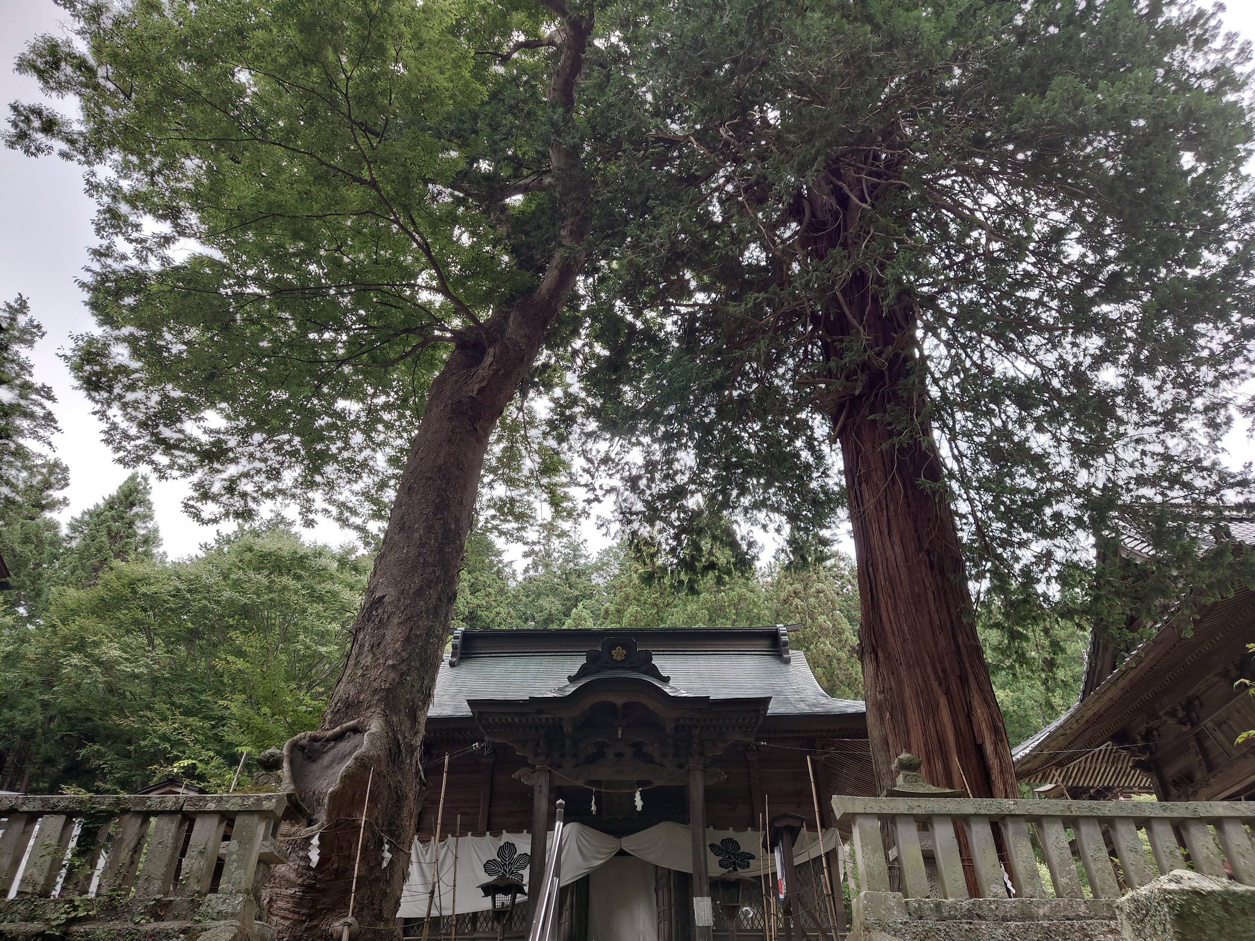 杉の木の奥の社殿