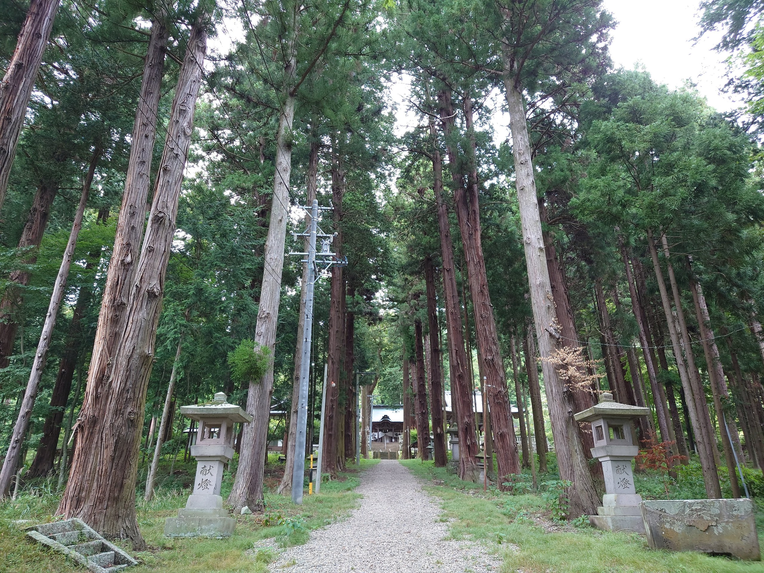 杉並木の参道と灯籠