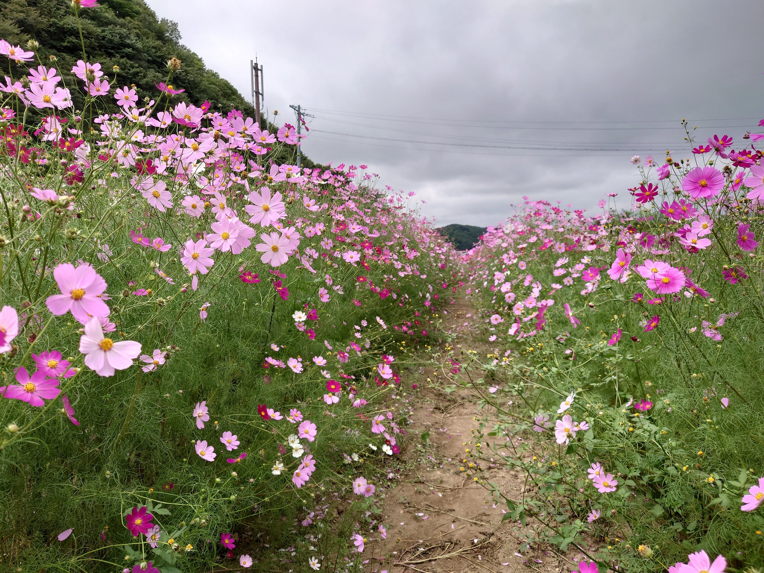 コスモスの花の間の小道