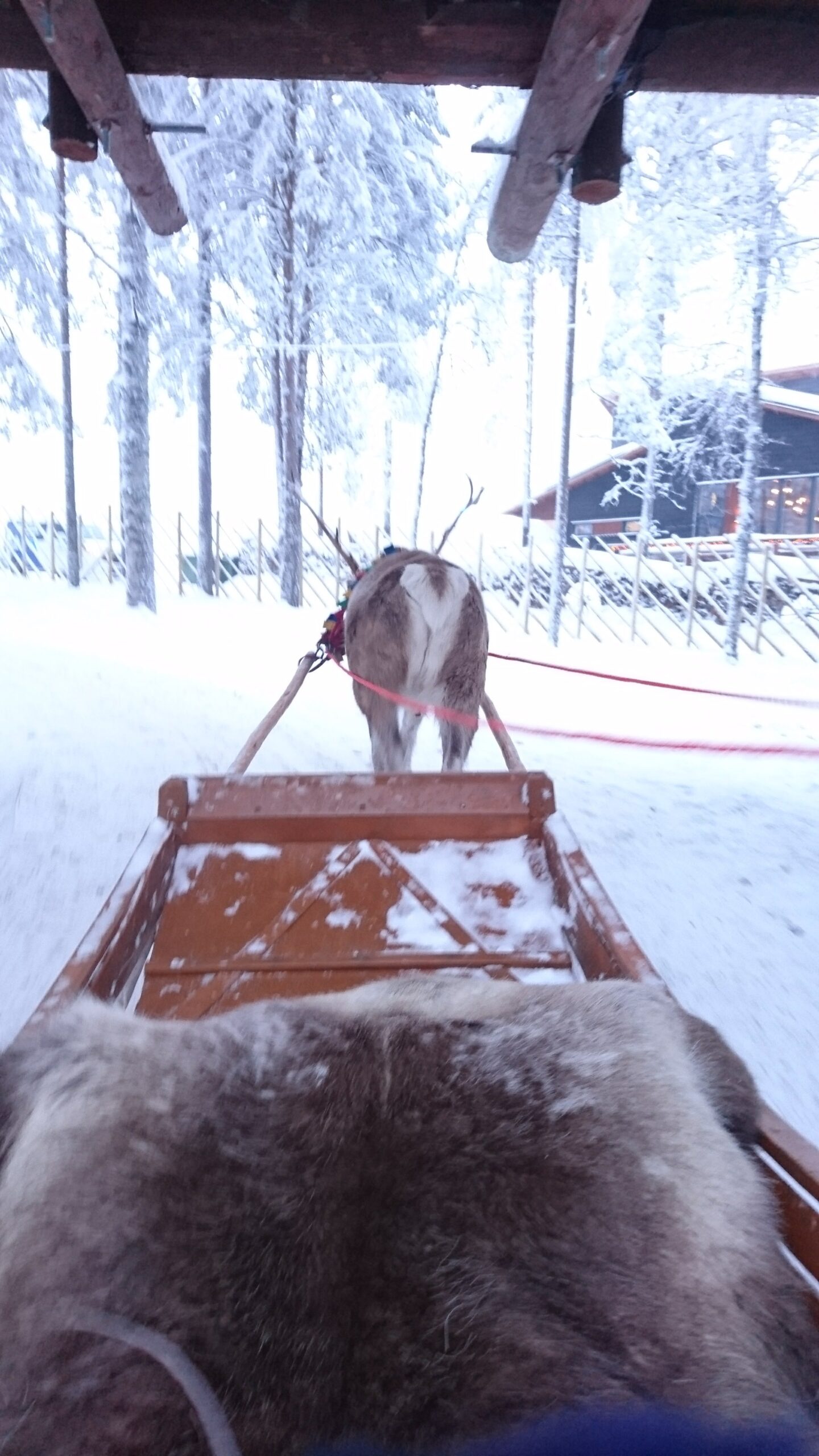 トナカイが引くそりから見た、雪の森の道