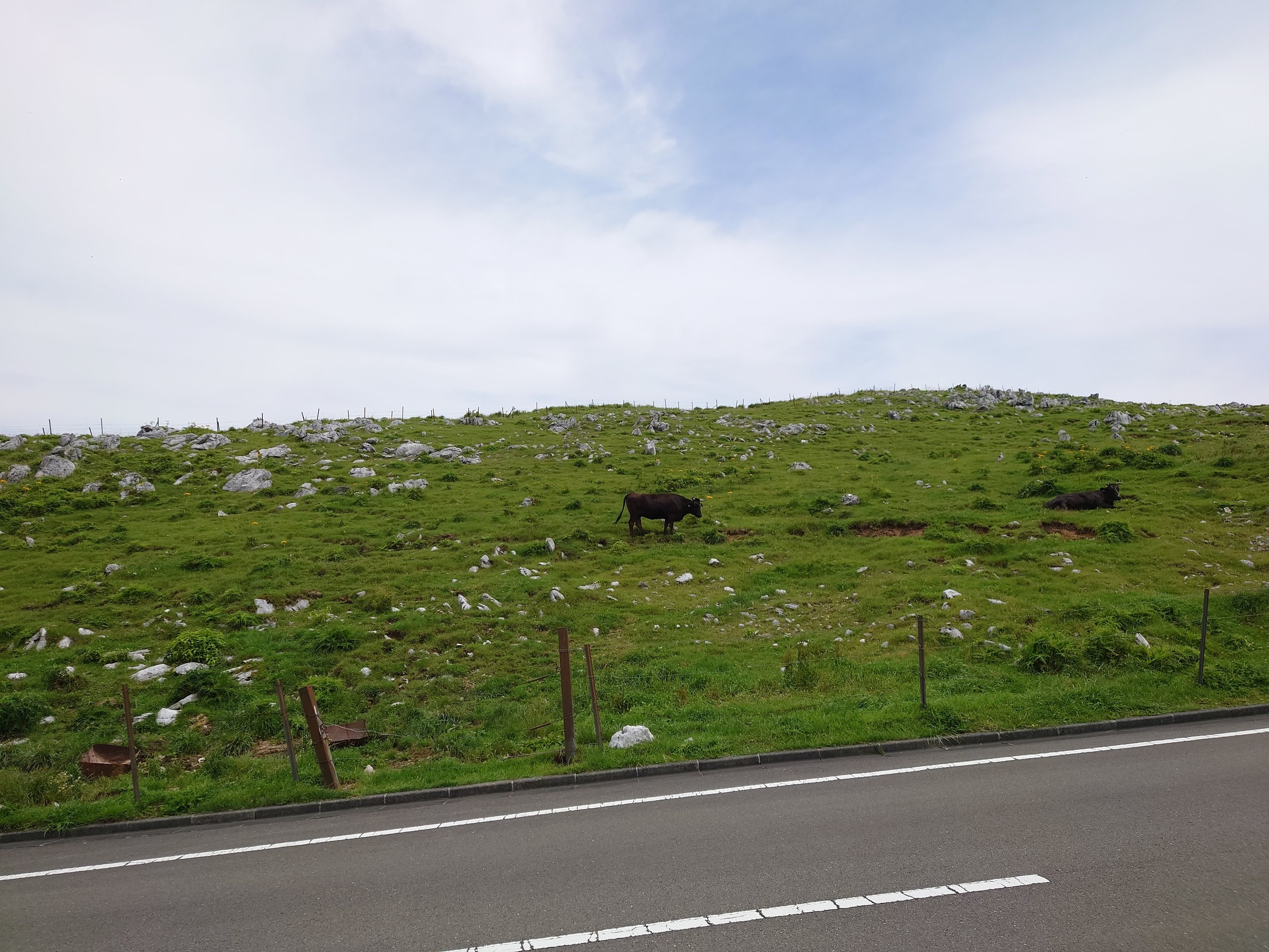 道路脇の草原で草を食む牛