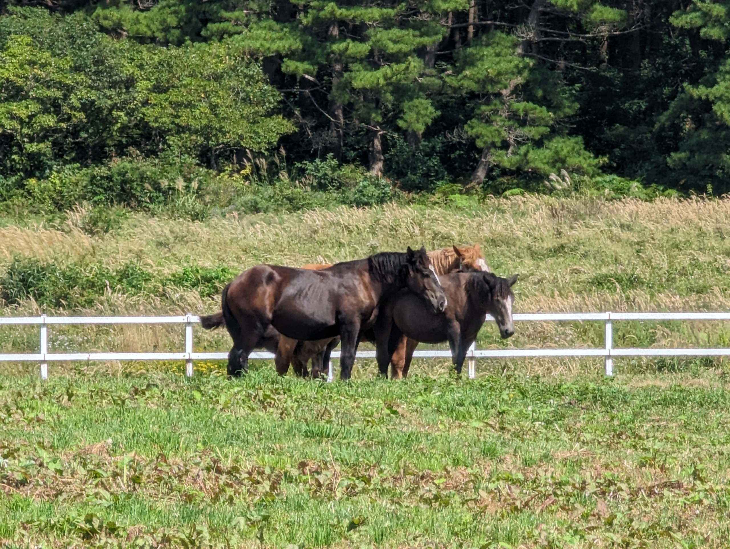 白い柵の向こうの草地に立つ、2頭の寒立馬