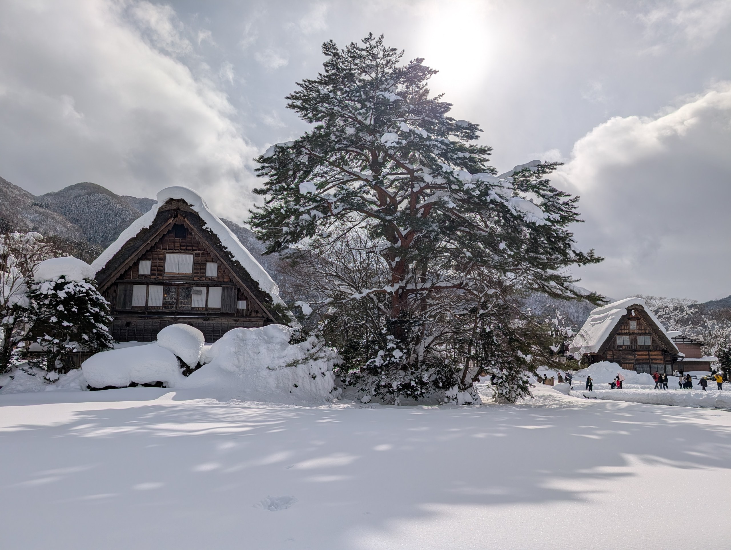 雪の田んぼの先に建つ、合掌造りの家と大きな松