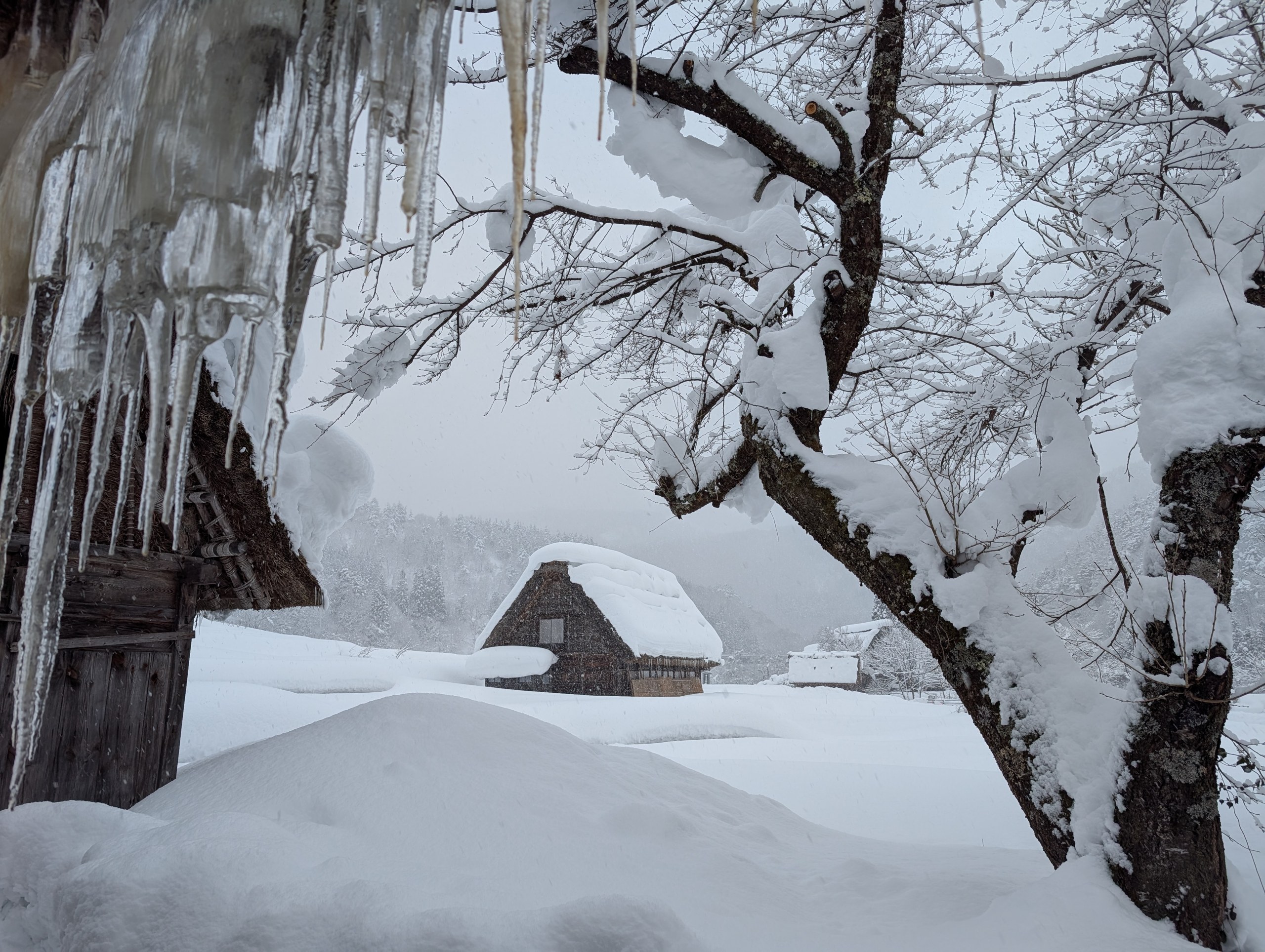 つららと雪の木の向こうの合掌造り