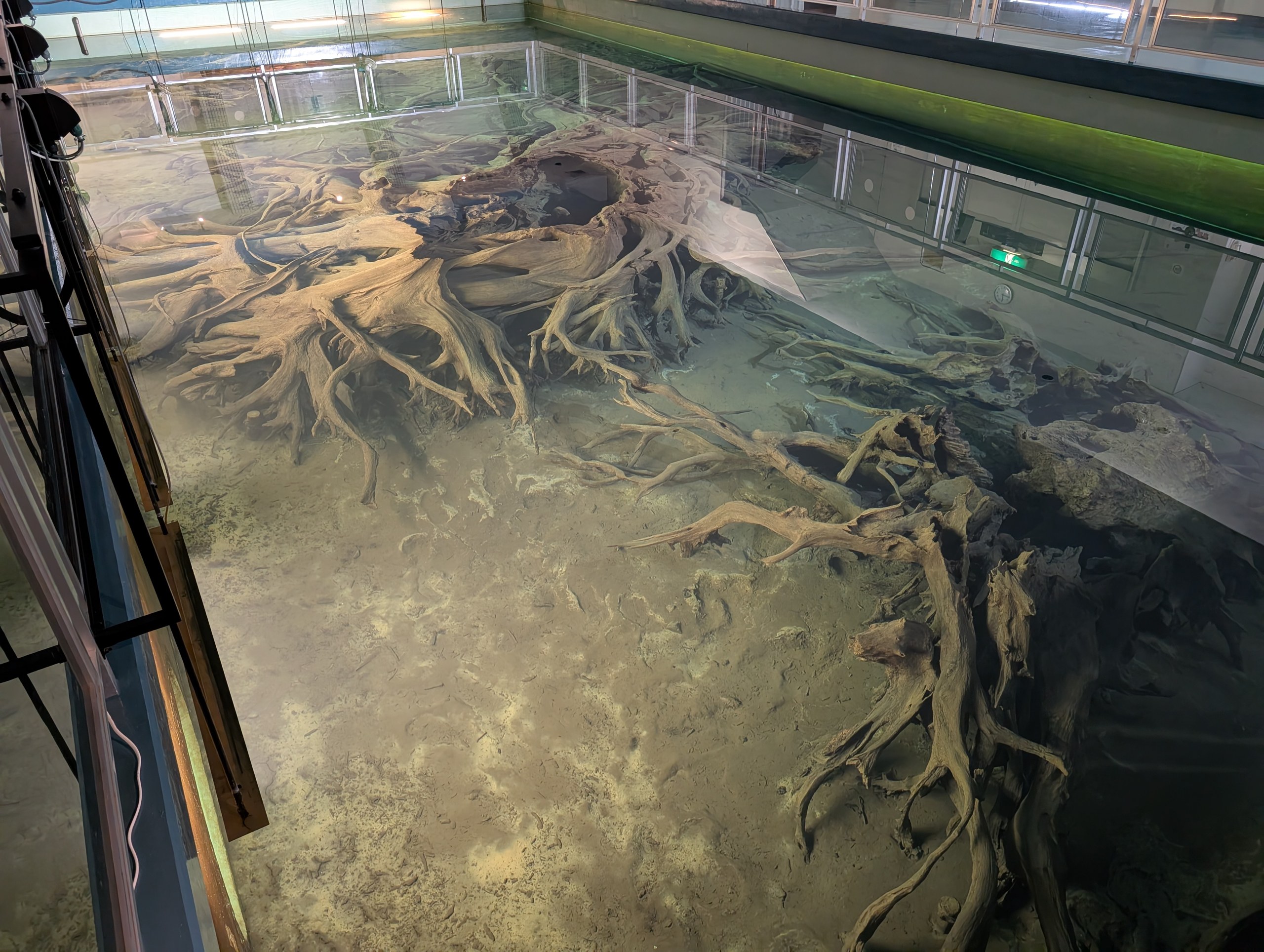 上から見た、水の中の根の展示