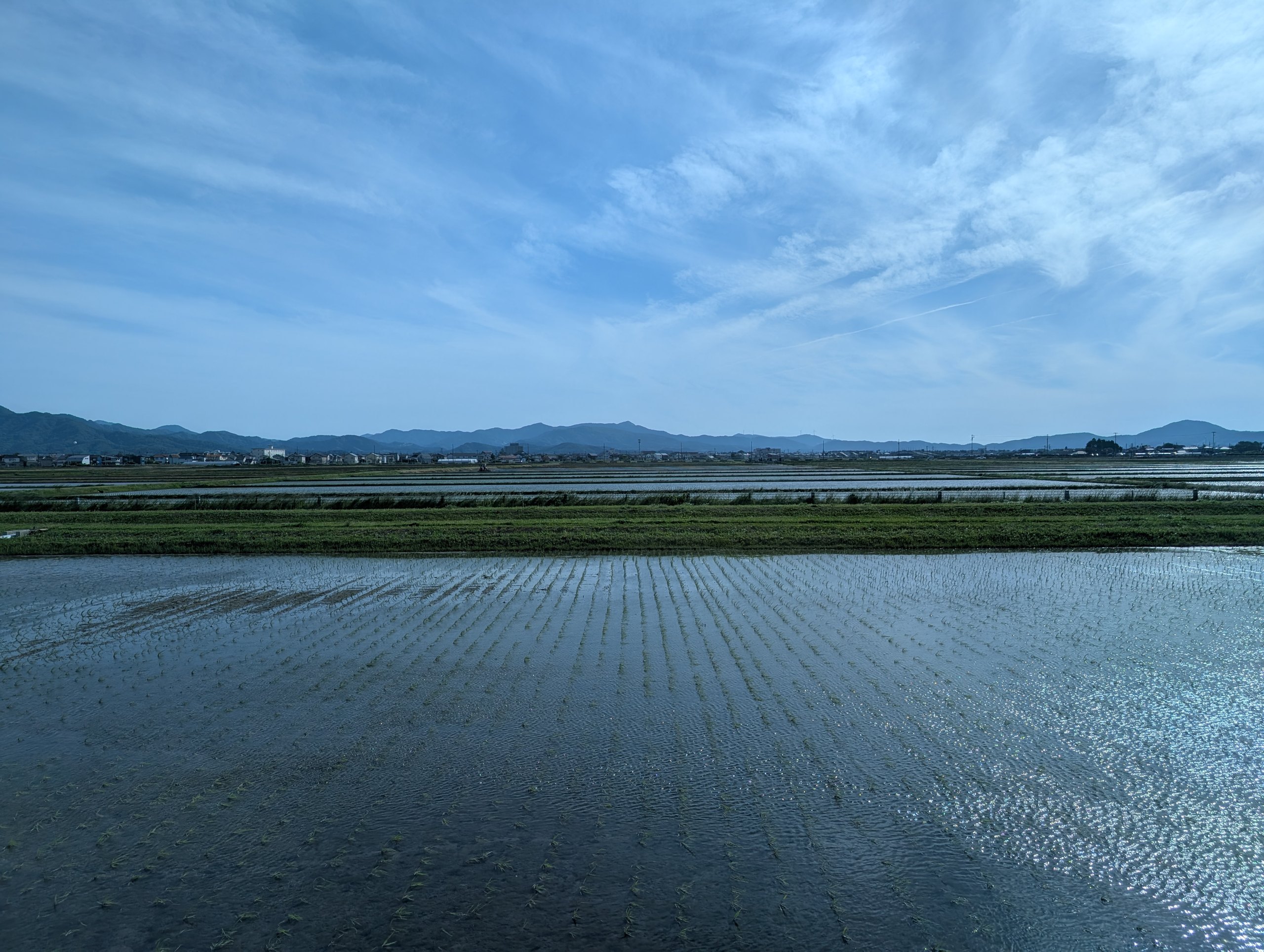 ホテルのまわりに広がる、水を張った田んぼ