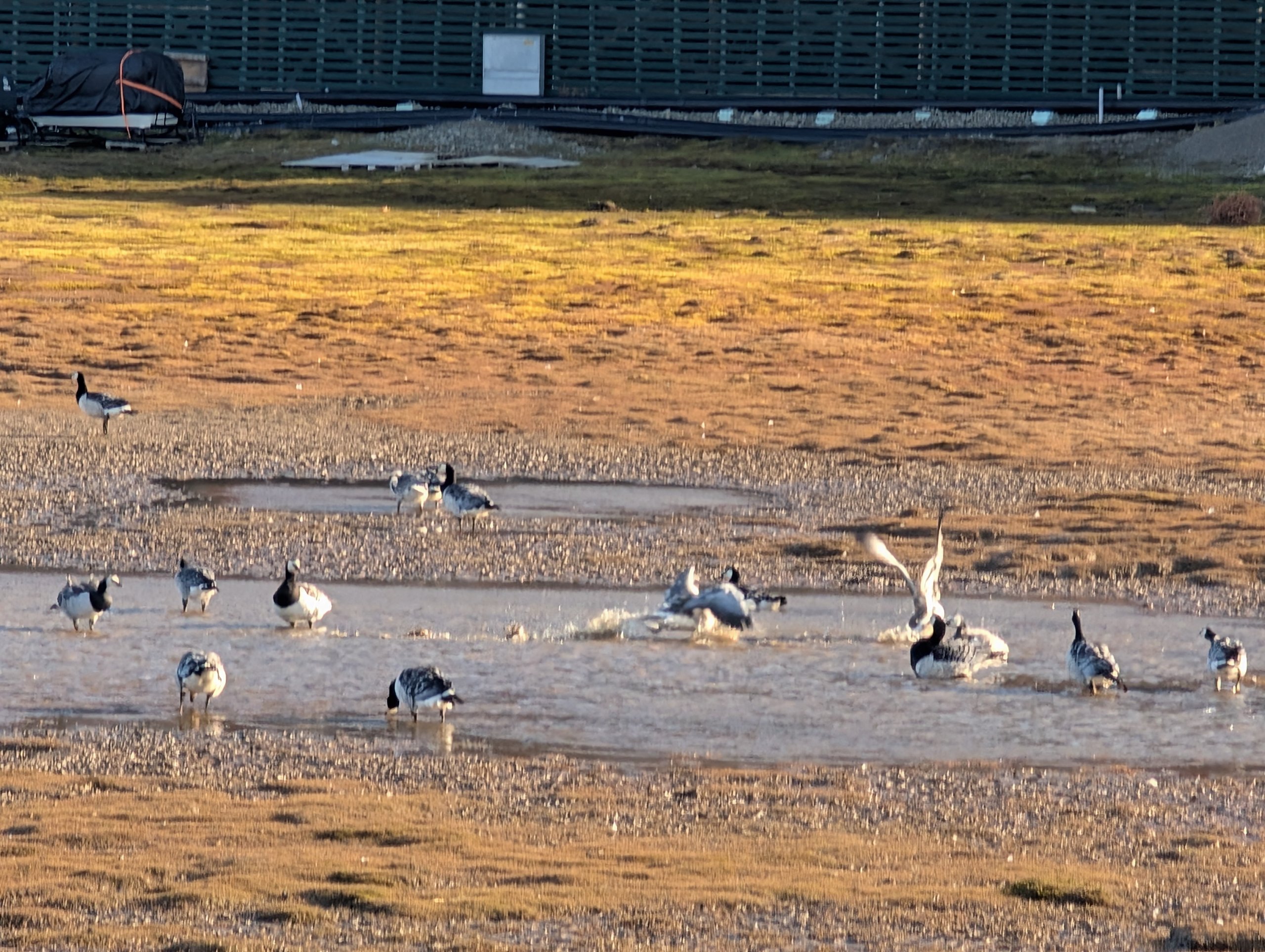夕方の光の中、草地と水辺にいるたくさんの鳥
