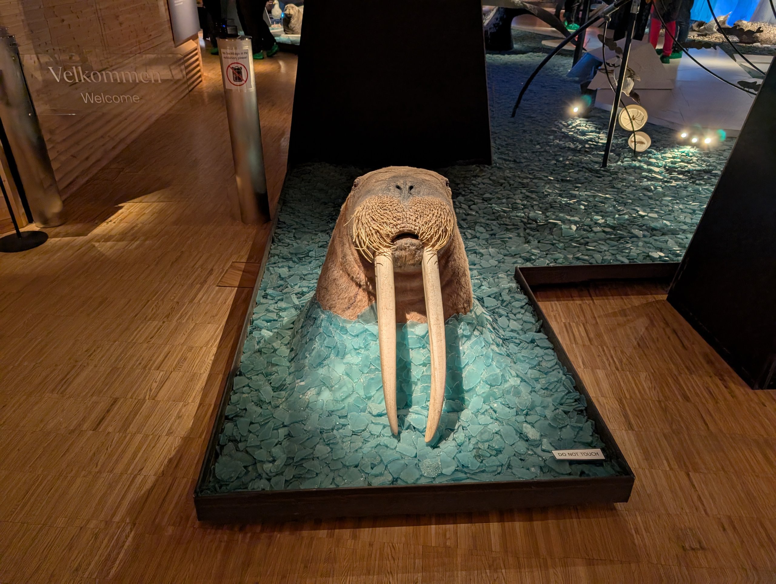 床の展示台に置かれた、長い牙のセイウチの剝製