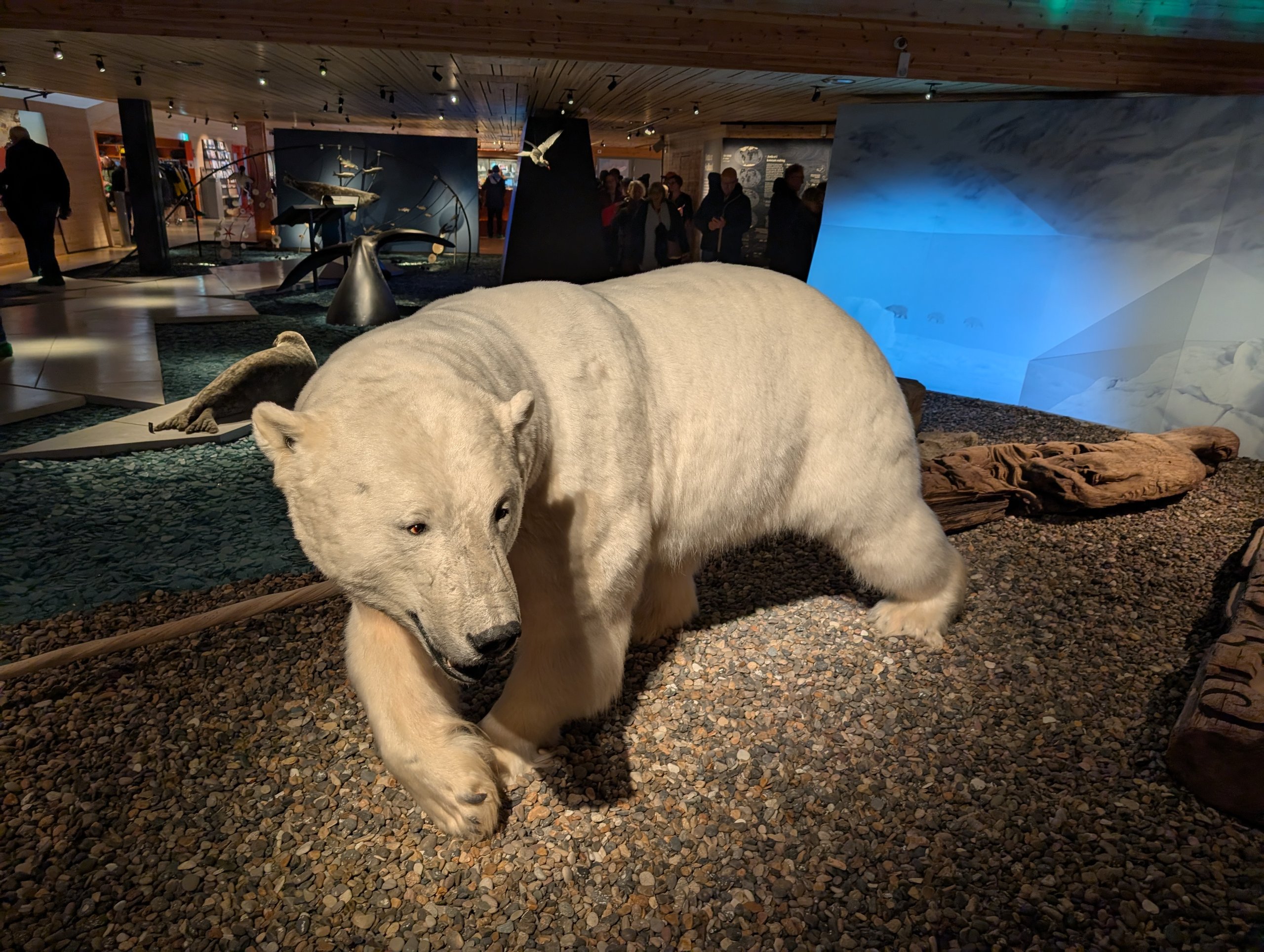岩の上を歩く姿の、ホッキョクグマの剝製