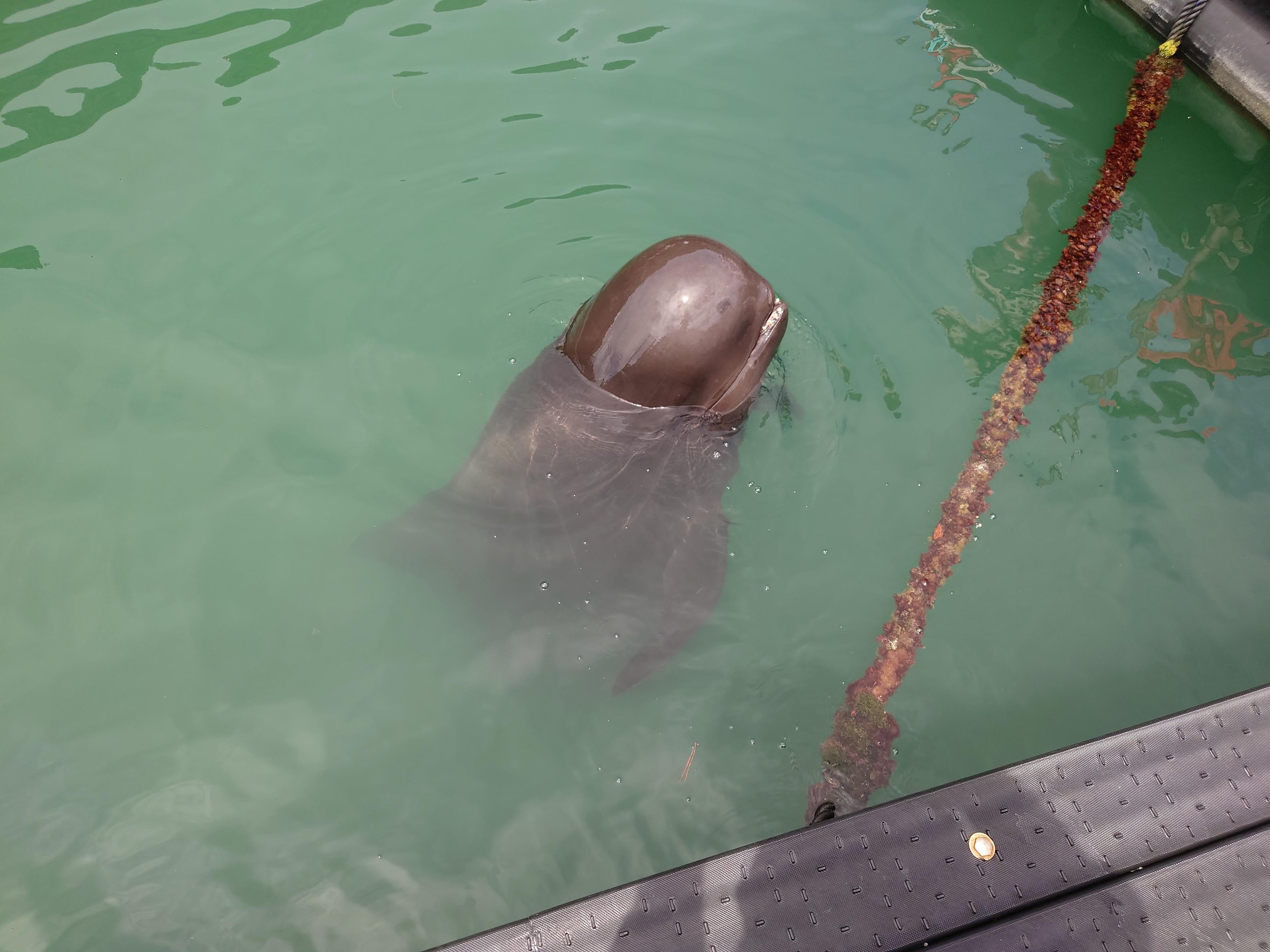 プールから顔を出す、小型のクジラ