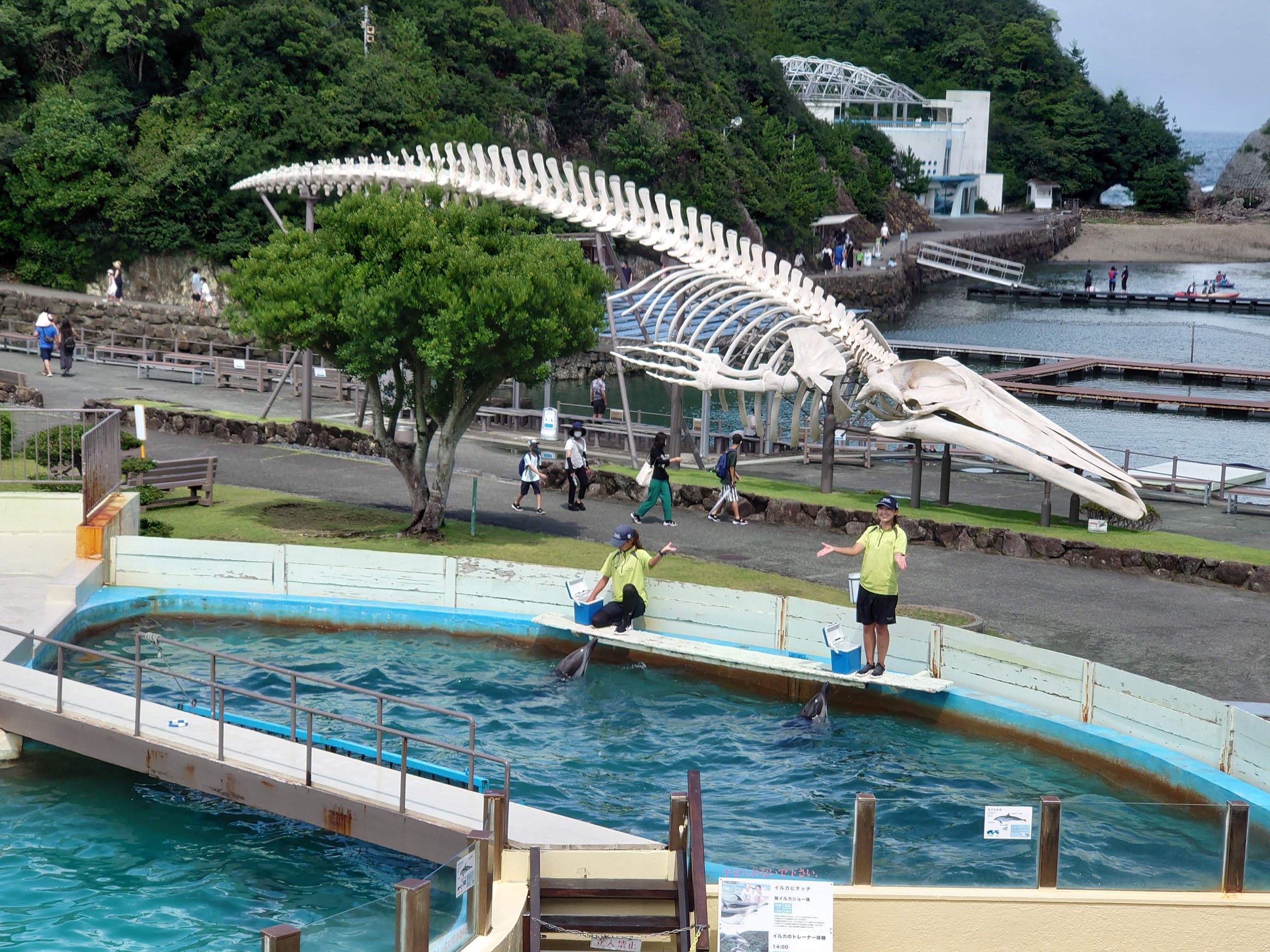 クジラの骨格のオブジェとプールのある屋外の広場