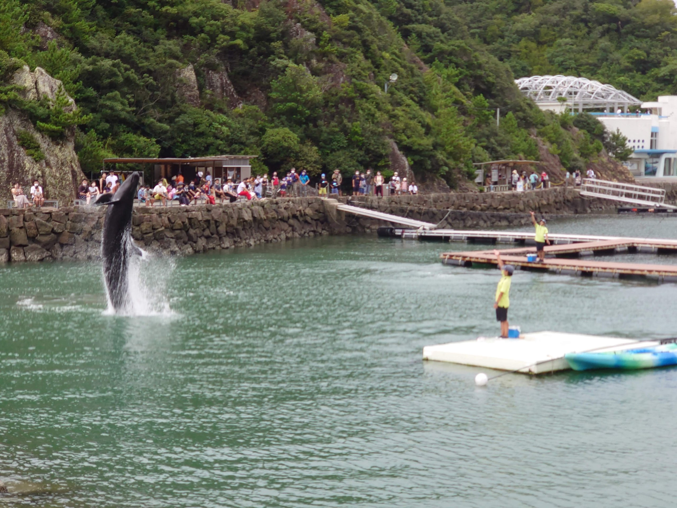 入江で高くジャンプするクジラと、トレーナー