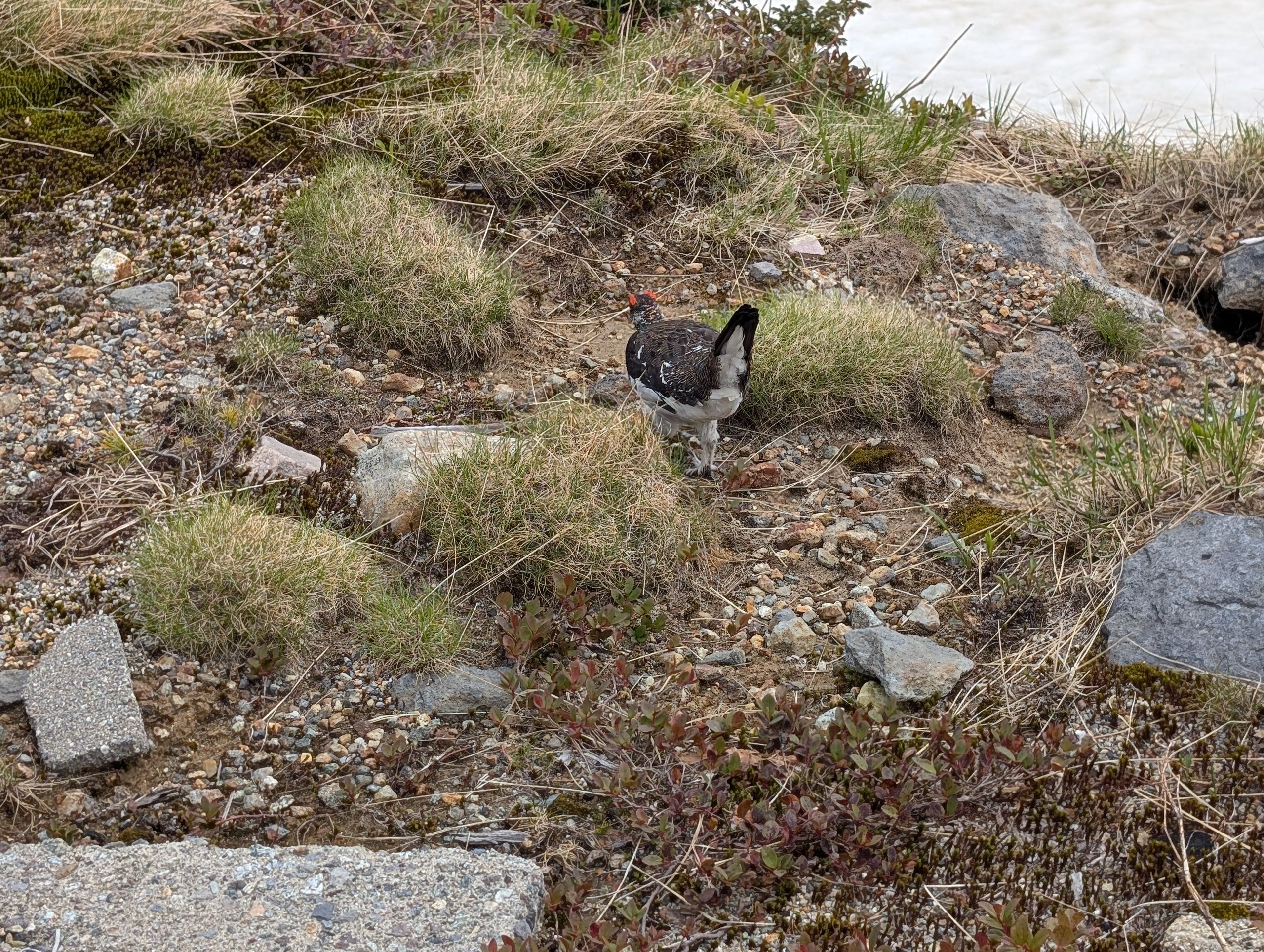 石のあいだの草地を歩く、ライチョウ