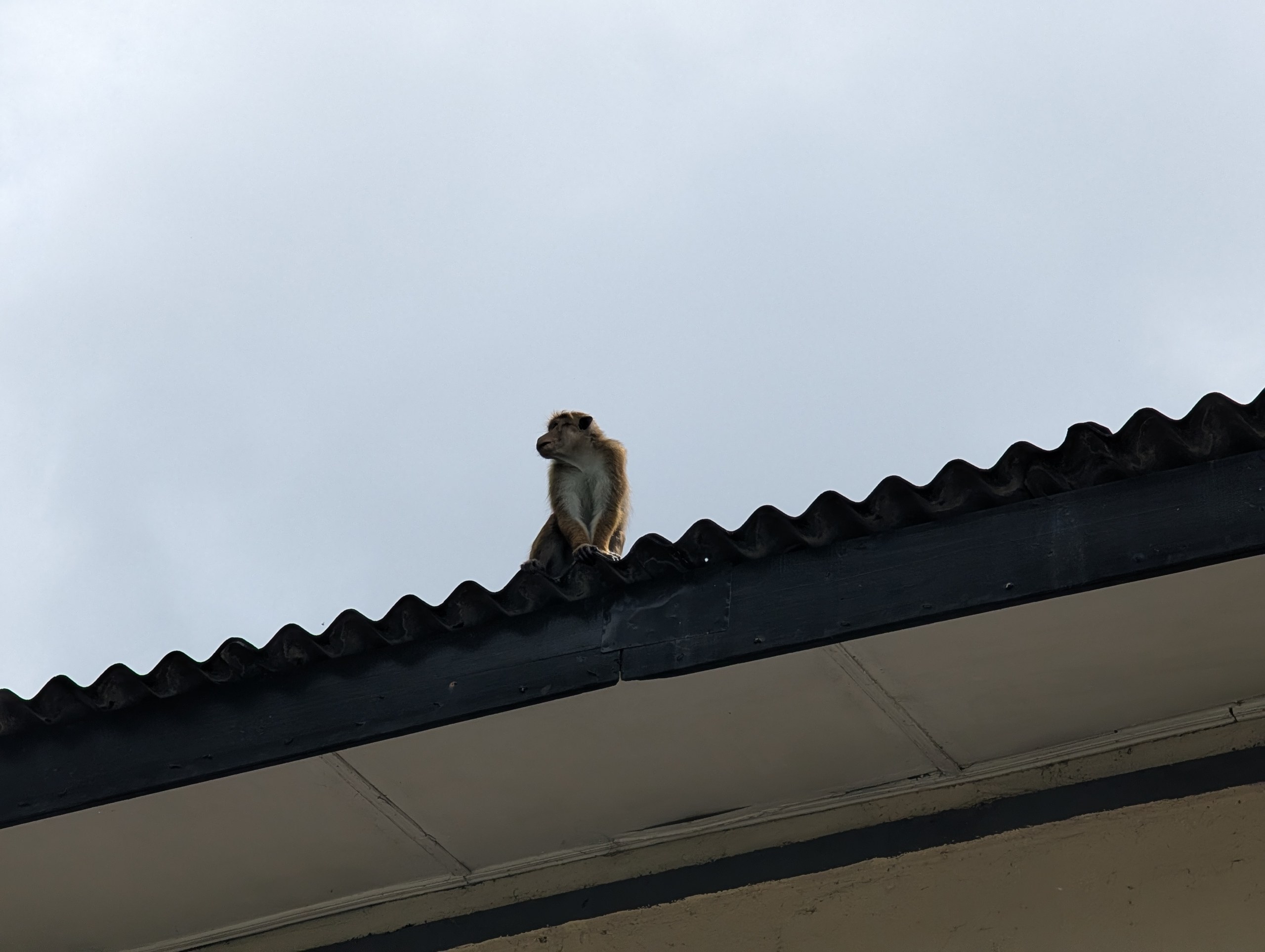 屋根の上に座る猿