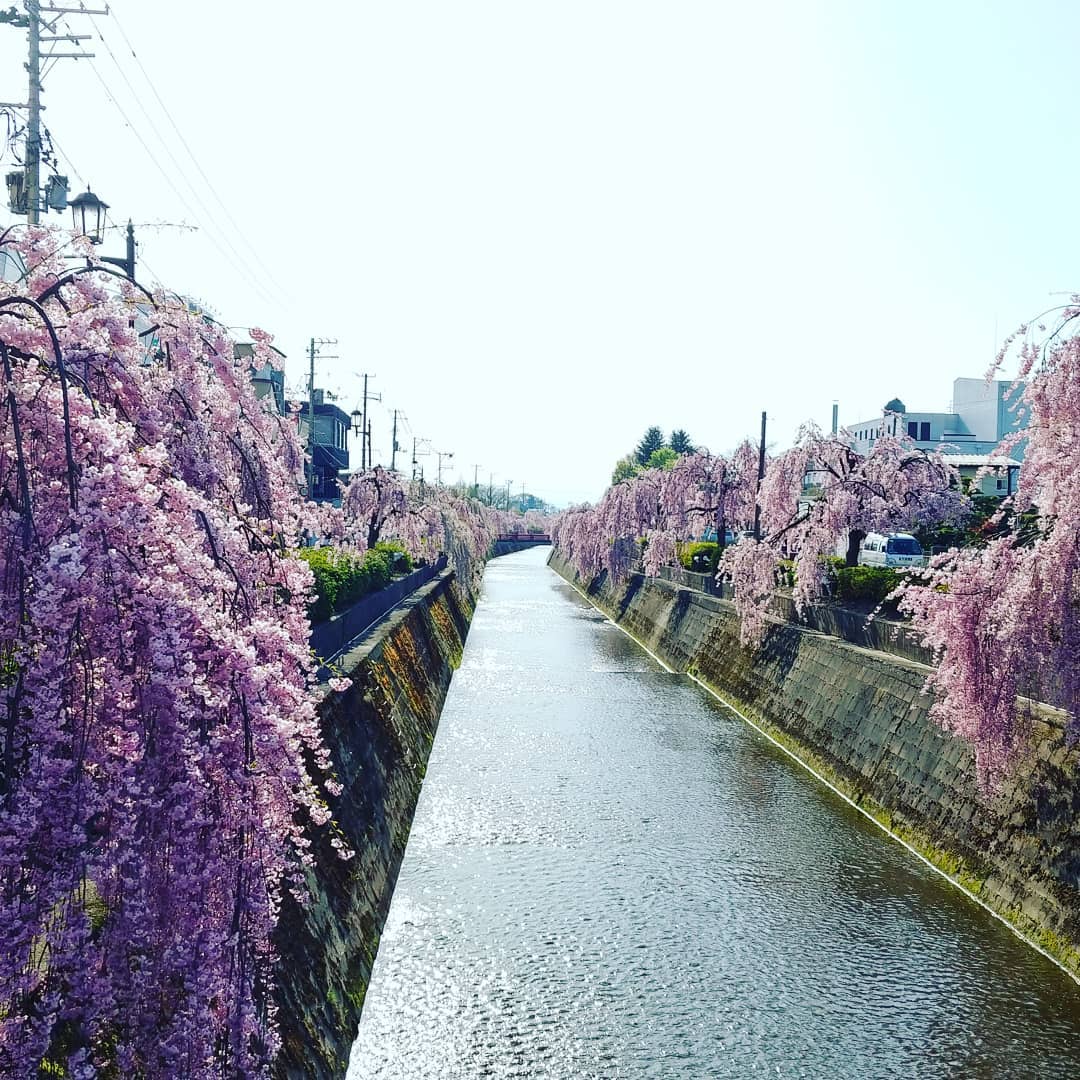 川沿いに咲く満開のしだれ桜