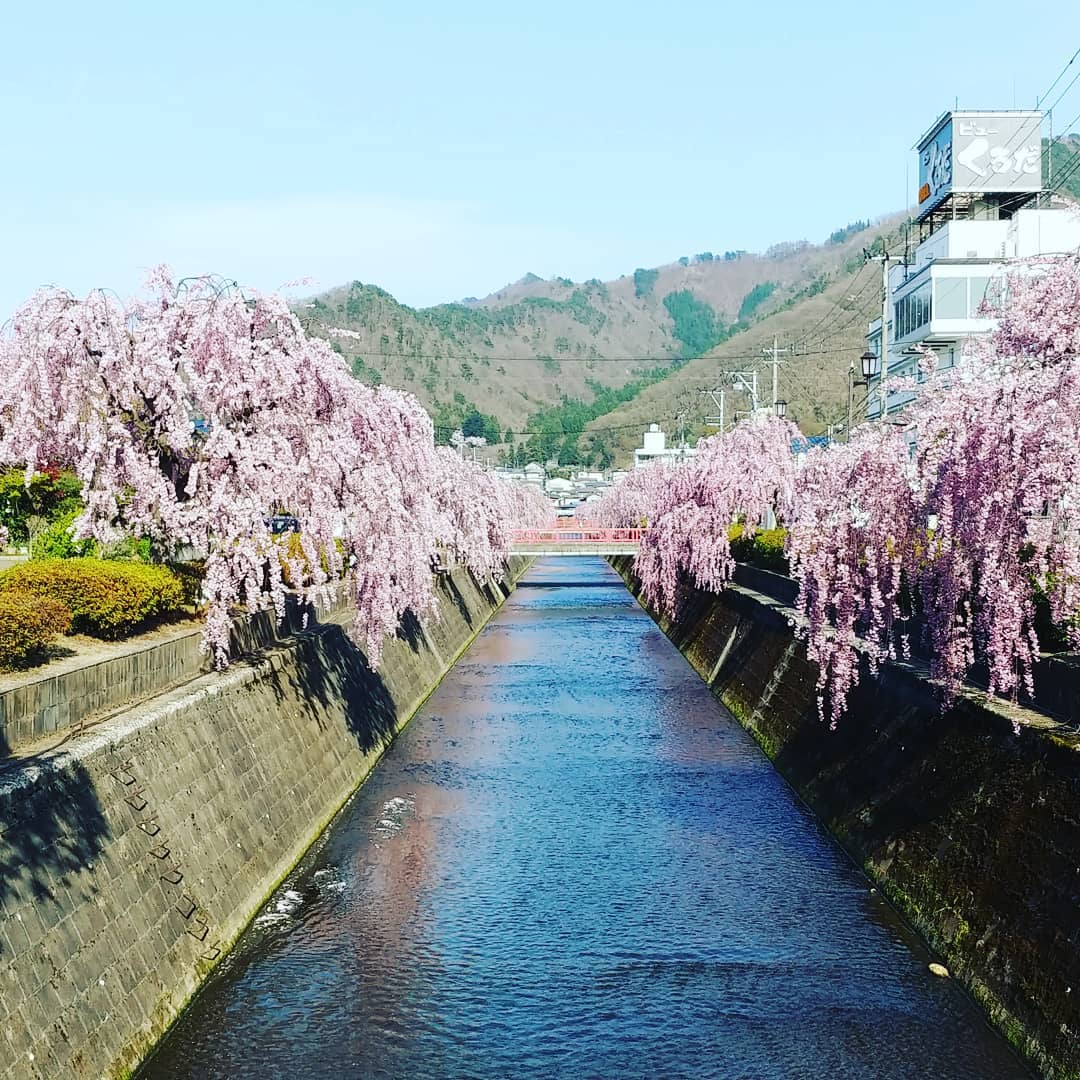 川の両岸に咲くしだれ桜と山並み