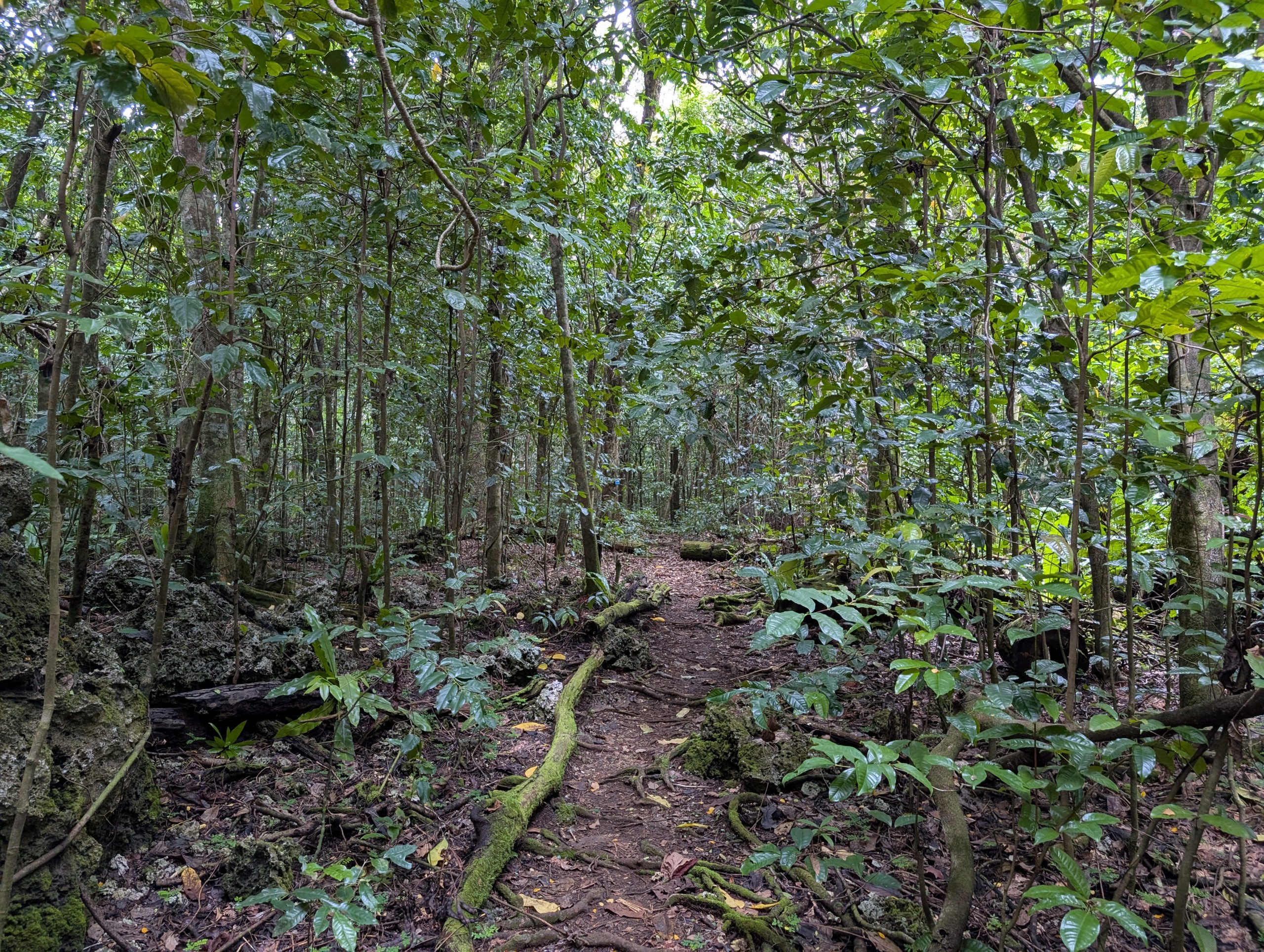 落ち葉の積もった、森の中の道
