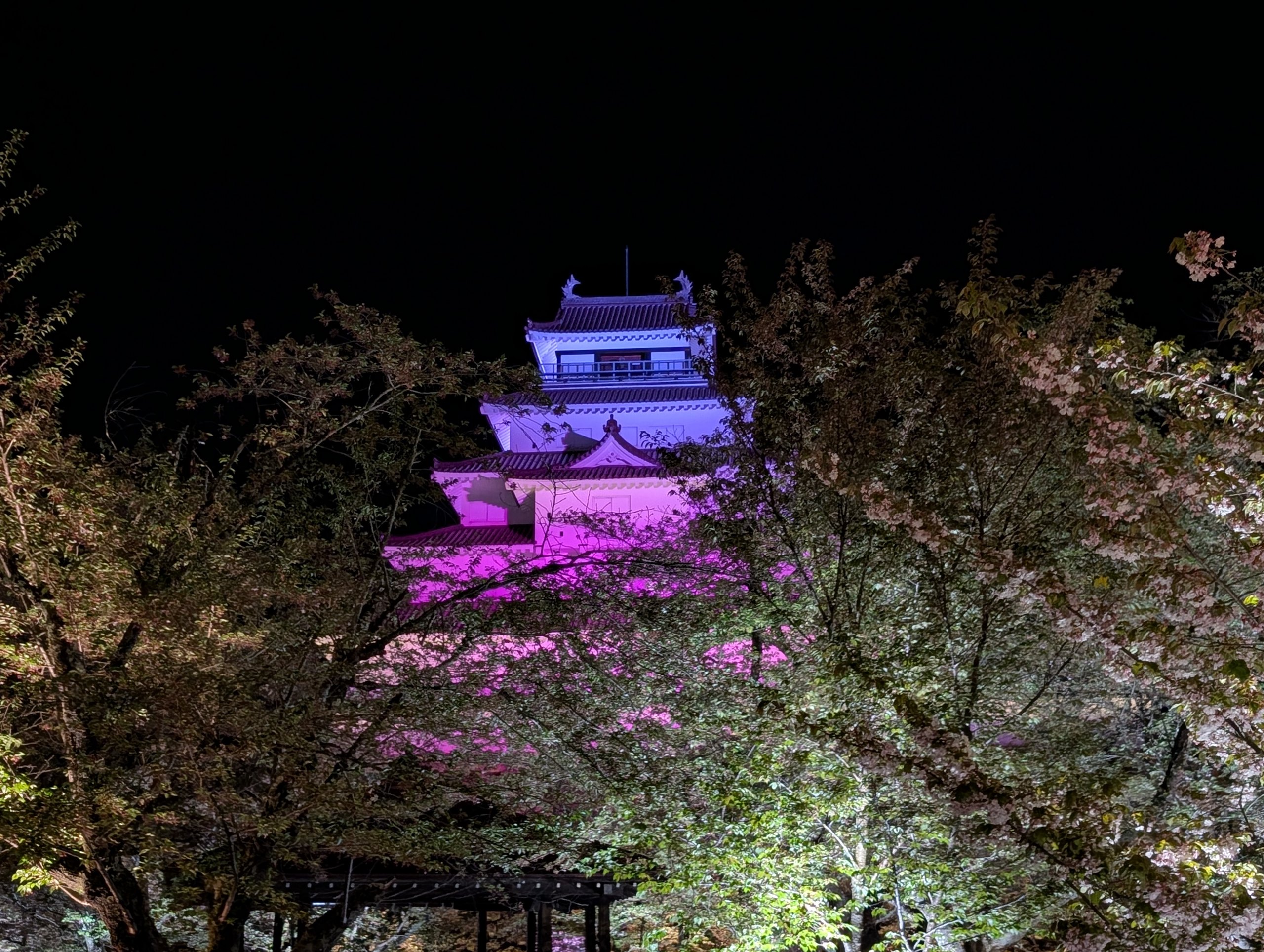 桜の向こうに見える、紫に照らされた天守
