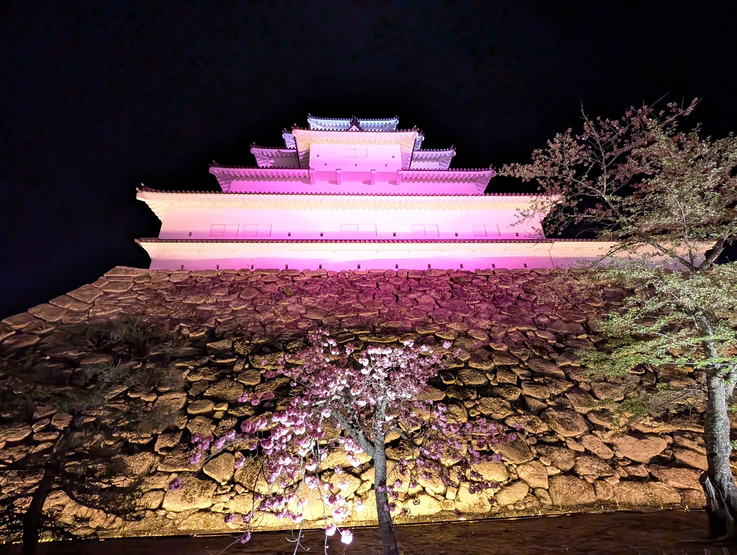 石垣の下から見上げた、天守と桜