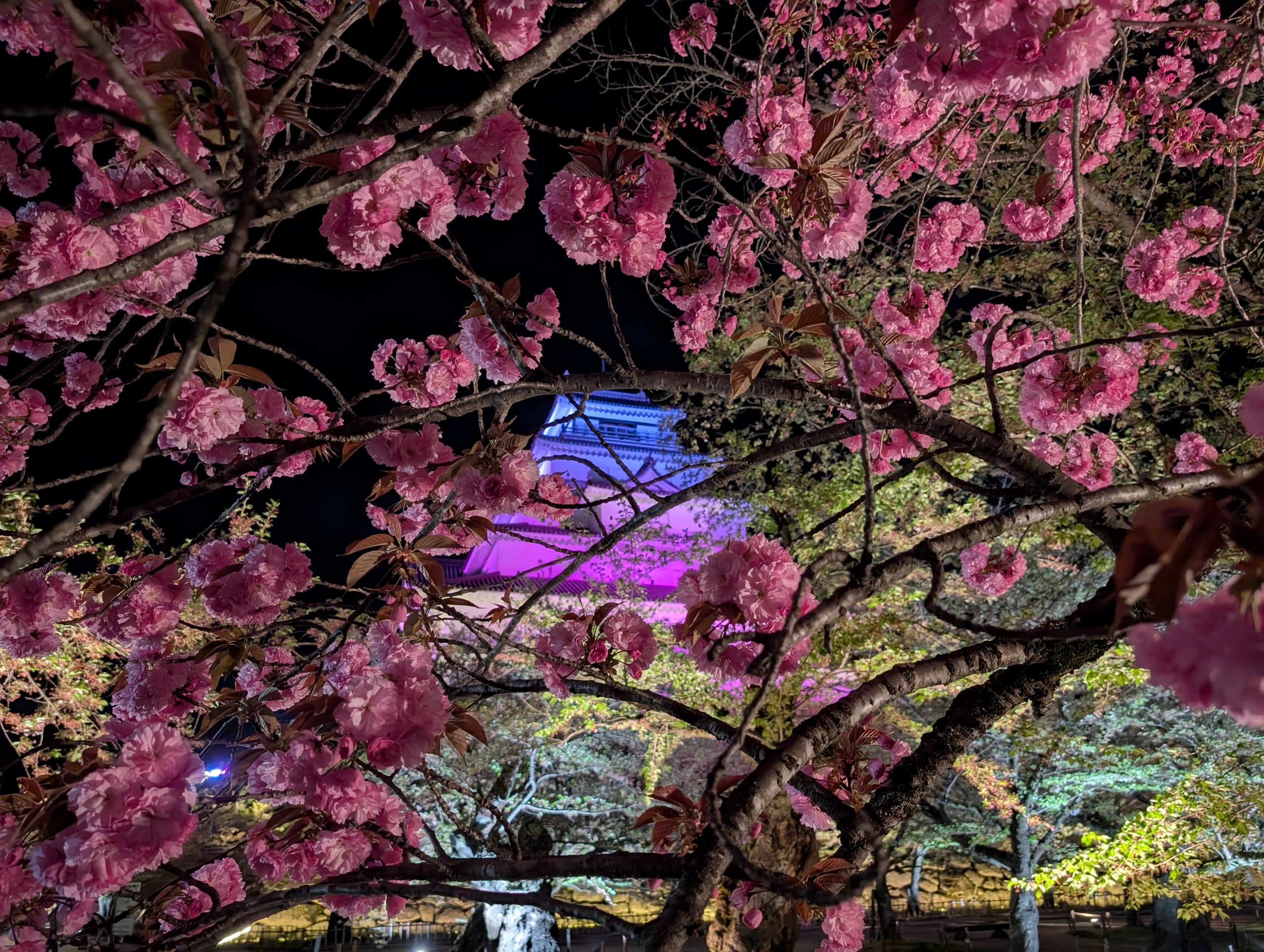 ピンクの八重桜越しの天守