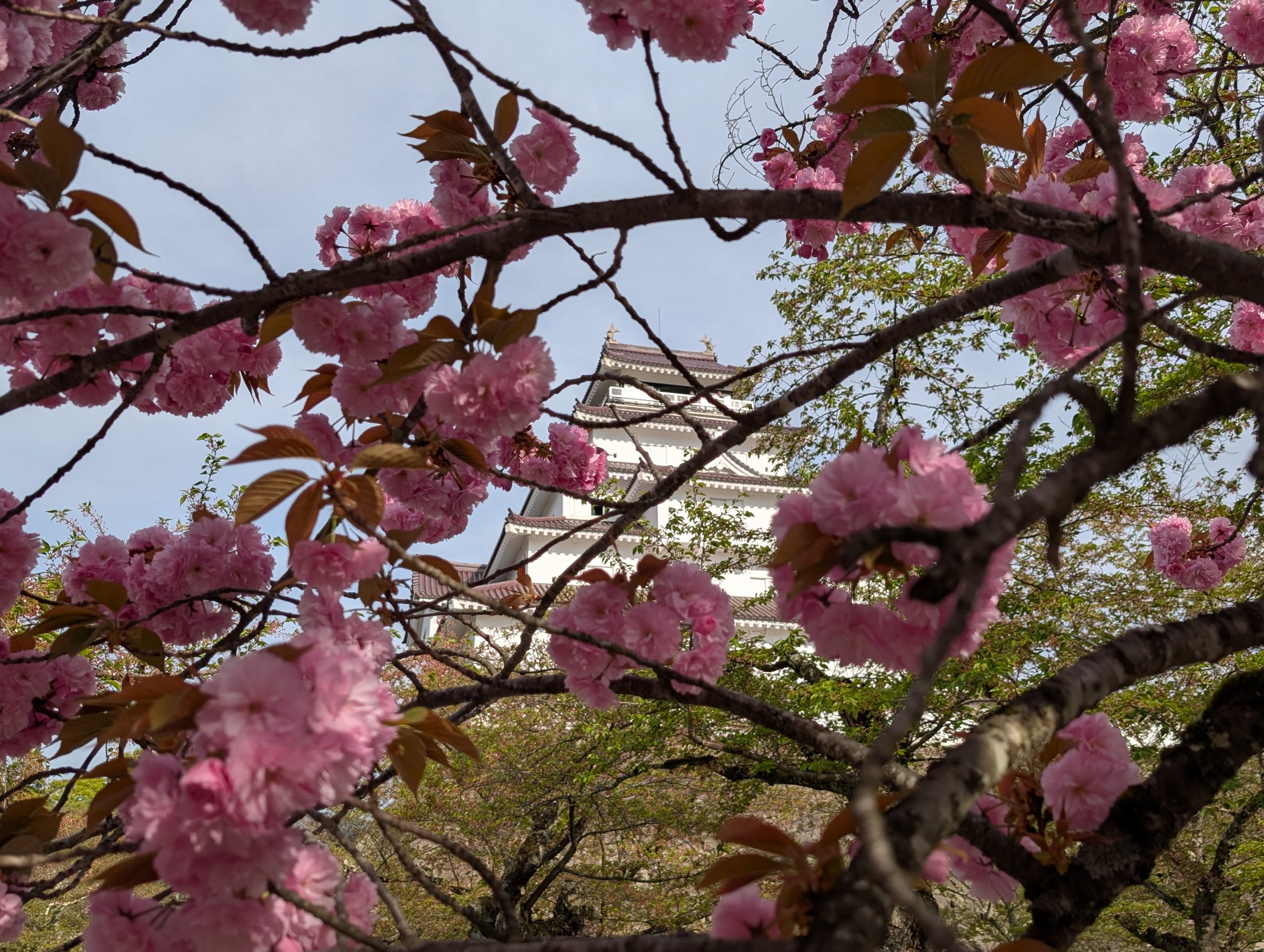 八重桜の枝の向こうに見える天守