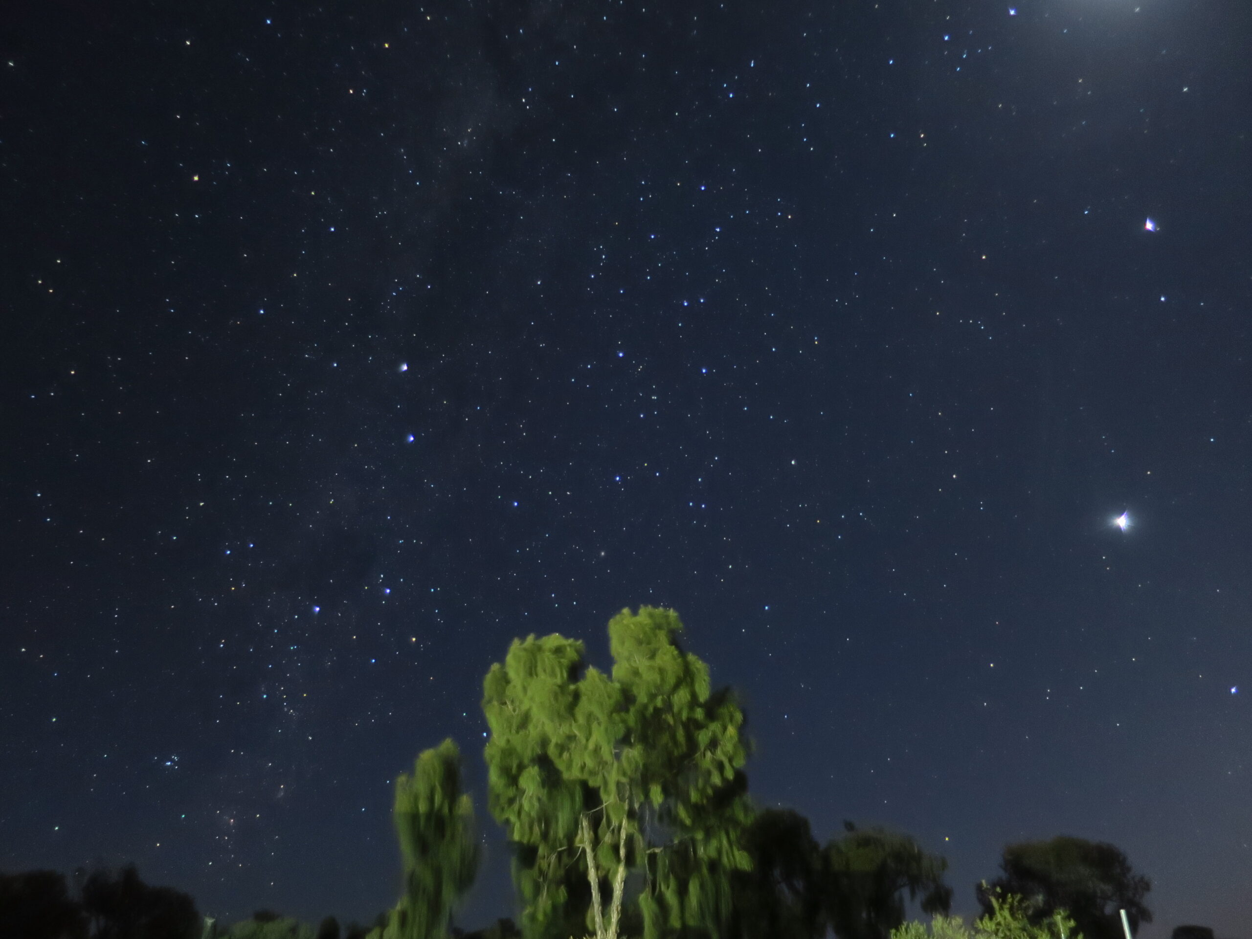 木々の上に広がる、ウルルの満天の星空