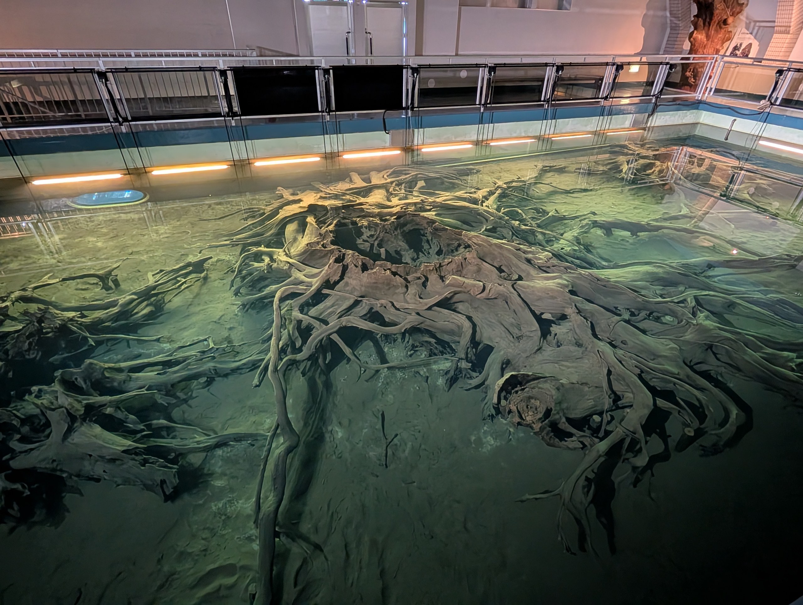 水の中に沈んだ、大きな根の展示