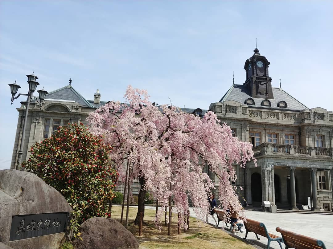 しだれ桜と、時計塔のある文翔館